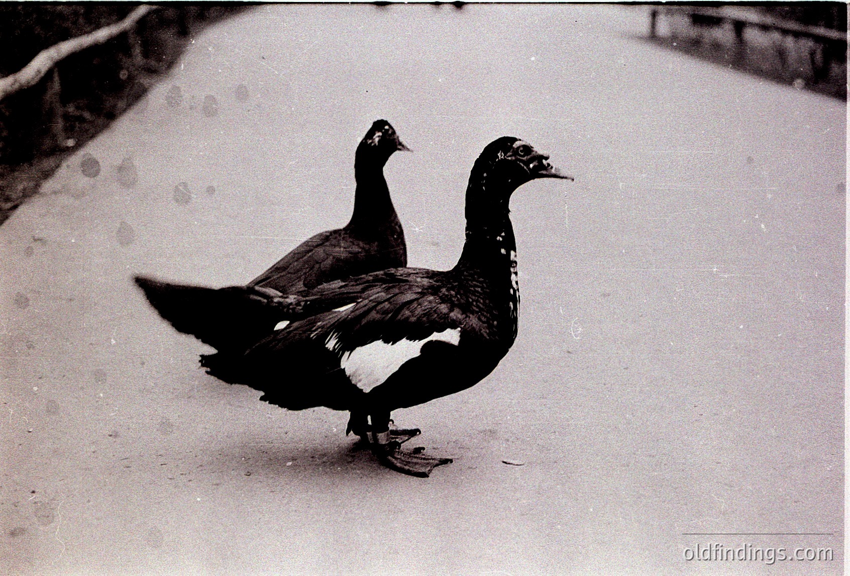 Two black-and-white ducks wade on a wet, reflective surface, likely a pond or courtyard. Their sleek plumage contrasts sharply with the monochrome filter, suggesting a vintage or artistic black-and-white photograph. The composition and lighting evoke mid-20th century street or park photography.
