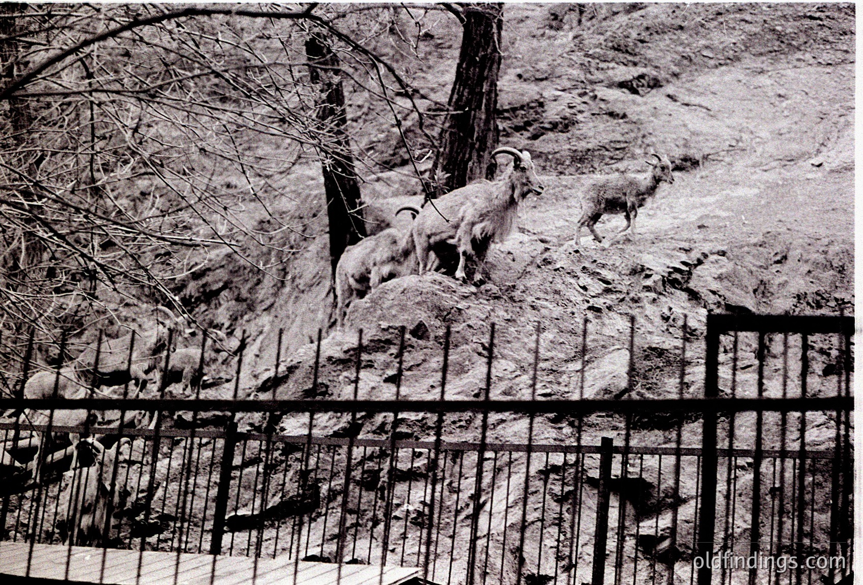 Black-and-white photograph of wild ibex (Capra ibex) on rocky terrain, framed by a metal fence. Snow patches suggest alpine conditions. Likely 1960s–1980s based on monochrome and composition.