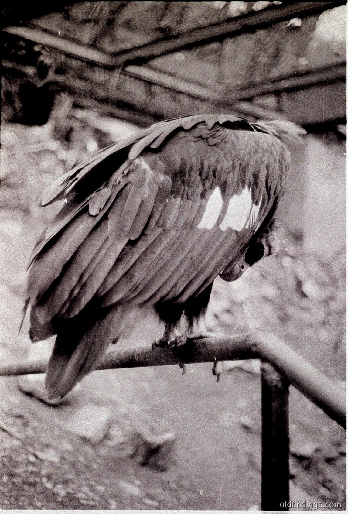 Vulture perched on a rusted metal bar against a weathered concrete wall, likely in an urban or industrial setting. Distinctive feather texture and skeletal frame suggest a scavenger bird. Black-and-white composition highlights stark contrast between bird and surroundings.