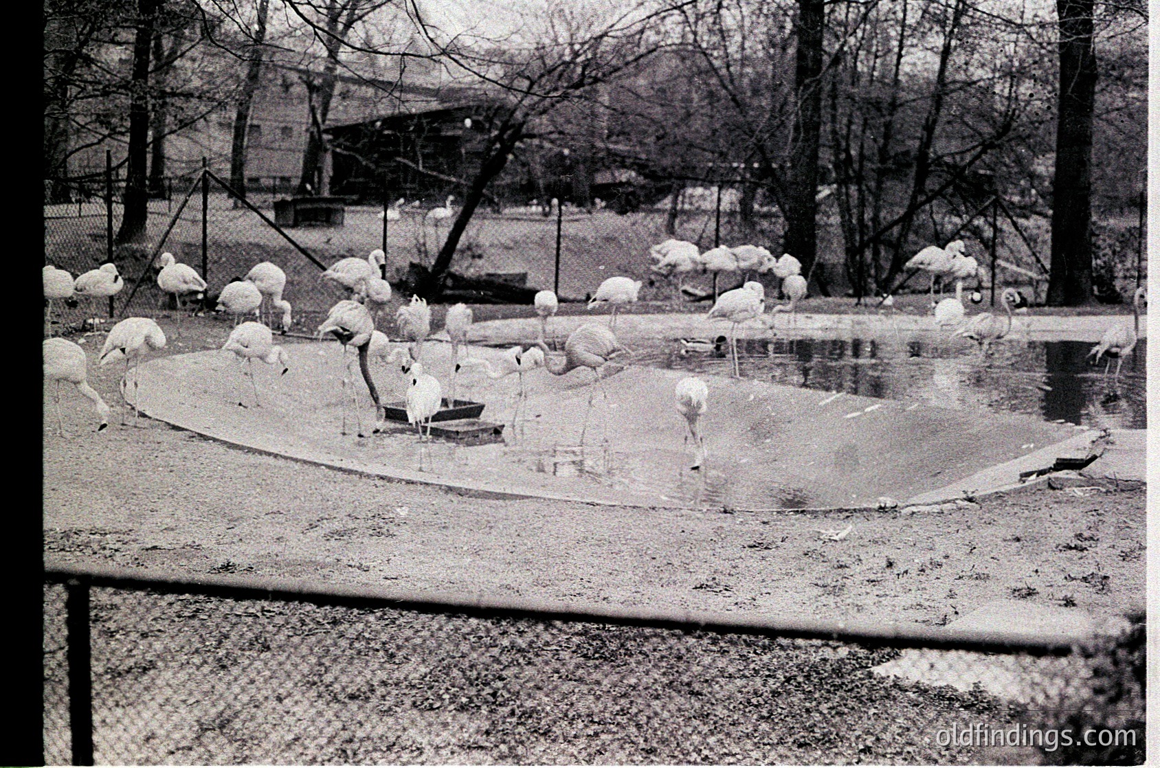 Mid-20th century black-and-white photo of a zoo enclosure featuring a flock of flamingos in a shallow, circular pool. Trees and a distant building frame the scene, suggesting an urban park setting.