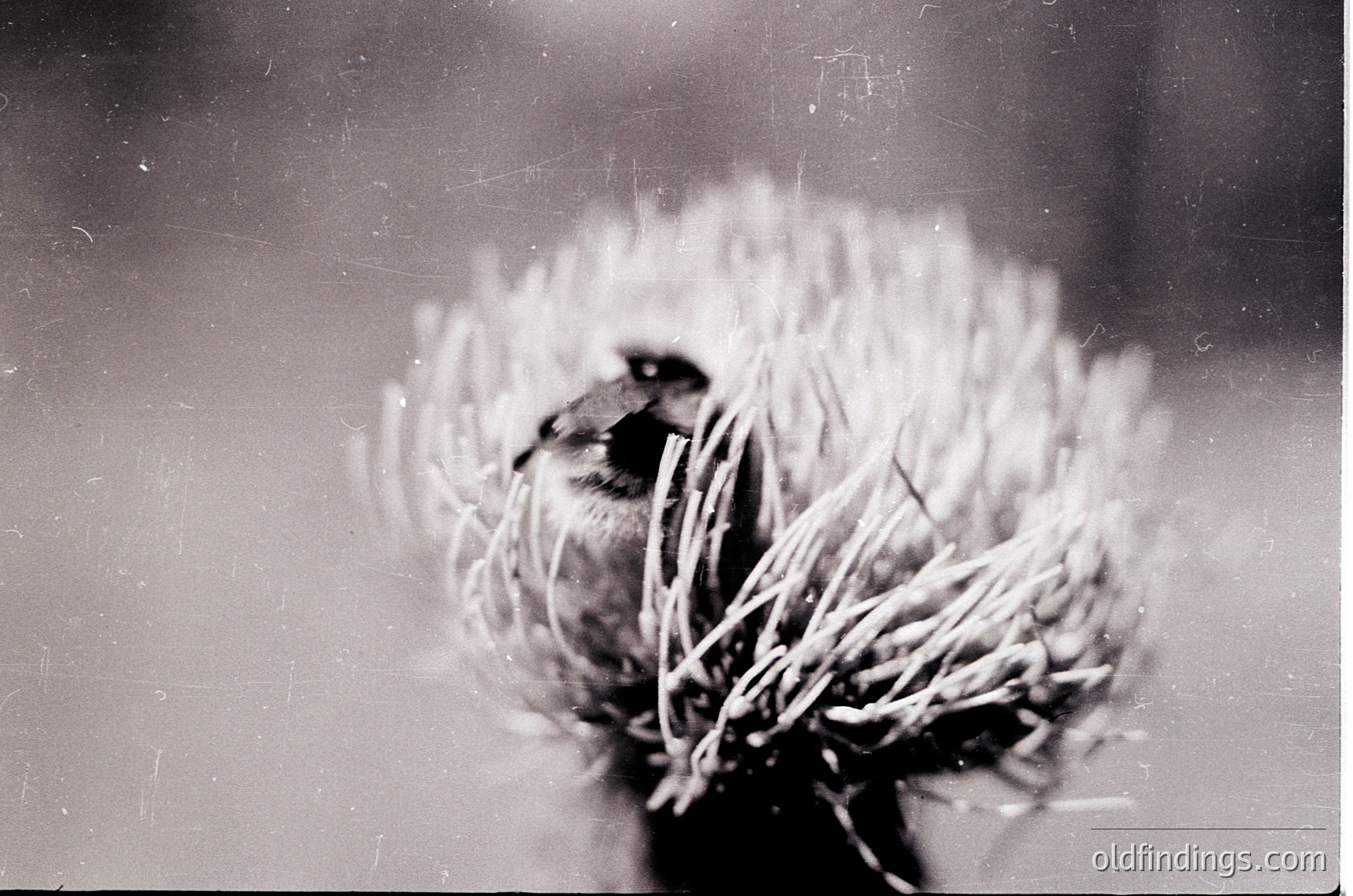 Vintage black-and-white close-up of a small bird perched in a thistle seed head, captured with soft focus. The bird’s textured feathers contrast against the fluffy white seeds. Likely mid-20th century due to grain and film quality.