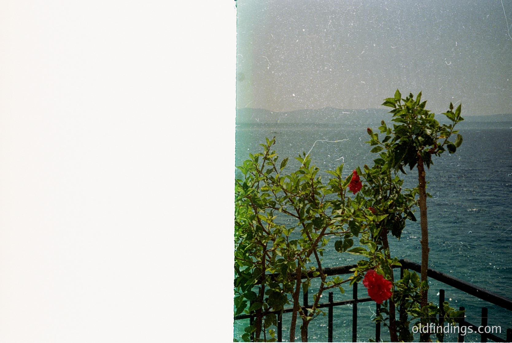 Vintage seaside balcony shot with lush greenery and blooming red roses. Ocean and distant landmass visible through light rain. Black metal railing and aged film grain suggest mid-20th century aesthetic.