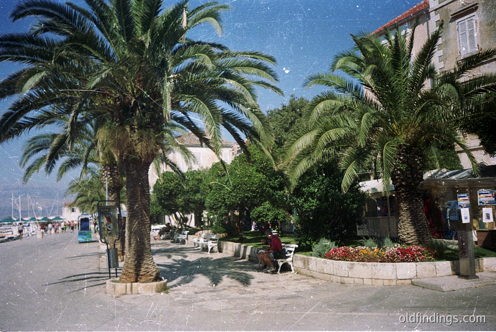 Tropical promenade lined with mature palm trees and Mediterranean-style buildings. Seated individual in foreground, vibrant flower beds, and marina boats in background. Likely coastal town, possibly Adriatic region.