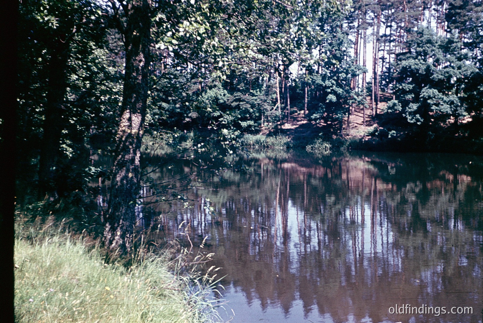 Vibrant reflection of mature trees in a serene, shallow pond surrounded by tall grass. Warm sunlight filters through foliage, creating intricate patterns on water. Likely mid-20th century (1950s-1970s) based on color saturation and film grain.