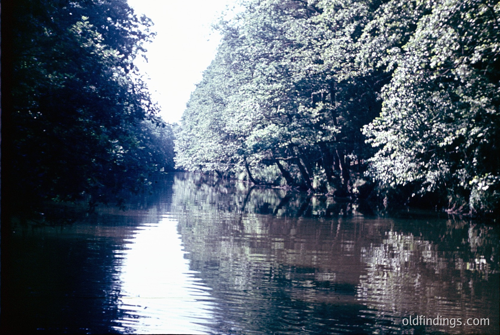 Vibrant reflection of dense forest canopy mirrored in calm water, likely a river or lake. Sunlight filters through leaves, creating dappled light patterns. *(Note: The vintage color tone suggests a mid-20th-century photo, possibly 1960s–1970s, but exact location/time remains indeterminate.)*