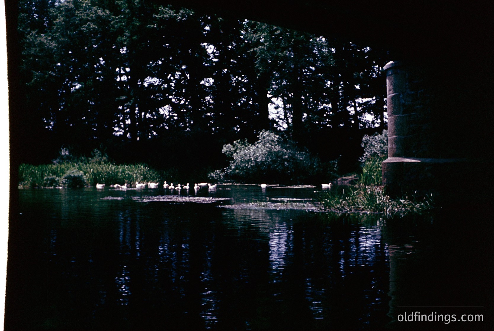 Vintage black-and-white pond scene with dense foliage framing a reflective water surface. A lone lamppost stands at right, casting minimal light. Ducks or waterfowl gather near the shore. Likely mid-20th century urban park or garden.