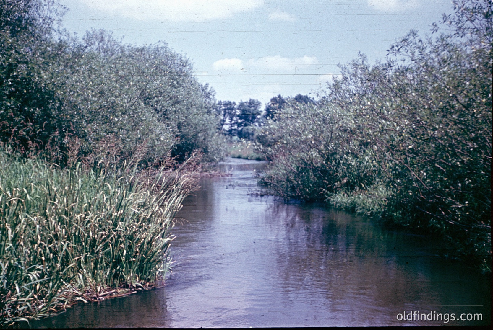 Narrow, shallow river flanked by dense reeds and willow foliage under overcast skies. Mid-20th century color print, likely –. Rural landscape with power lines suggesting early electrification.