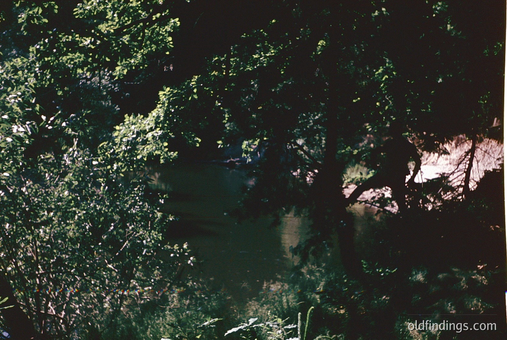 Vague aerial view of dense forest canopy with minimal ground detail. Likely captured from low altitude, emphasizing foliage texture and light filtering through leaves. Potential for nature documentary or environmental research references.