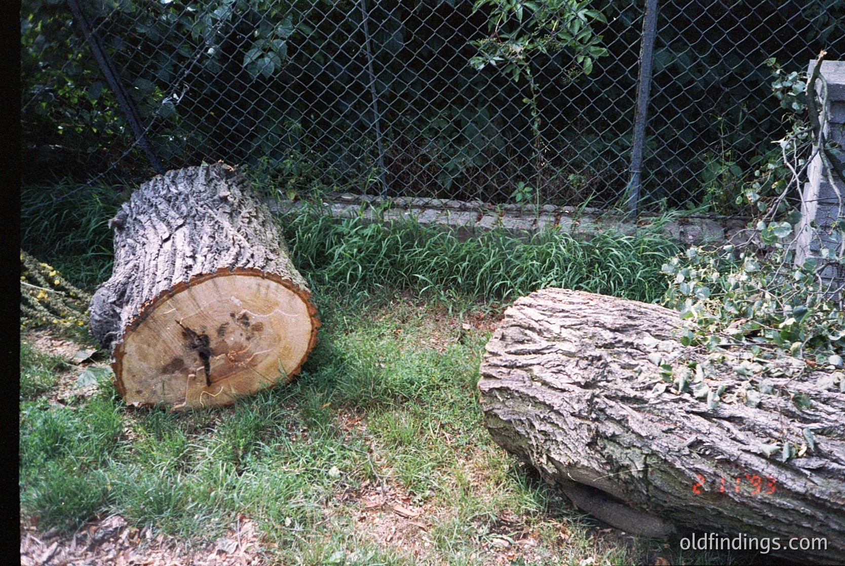 Two fallen tree stumps in a grassy backyard, surrounded by chain-link fencing and greenery. The stump on the left retains bark and shows a smooth cut surface, while the right displays exposed, weathered wood with moss. Likely residential setting, mid-20th century style.