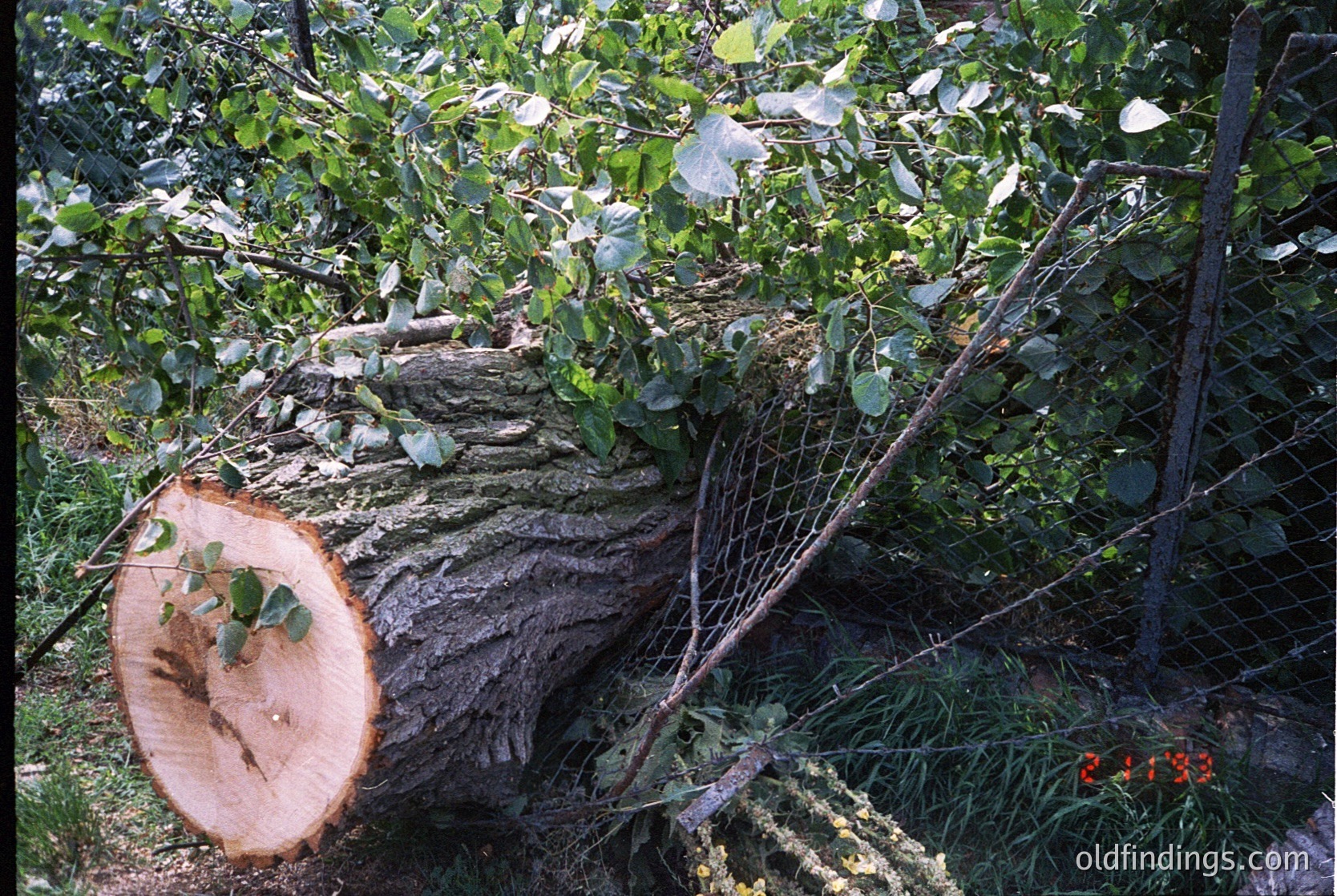 A fallen tree trunk with moss-covered bark and green foliage sprouting from its surface, surrounded by dense undergrowth. Likely a forest or natural reserve setting.