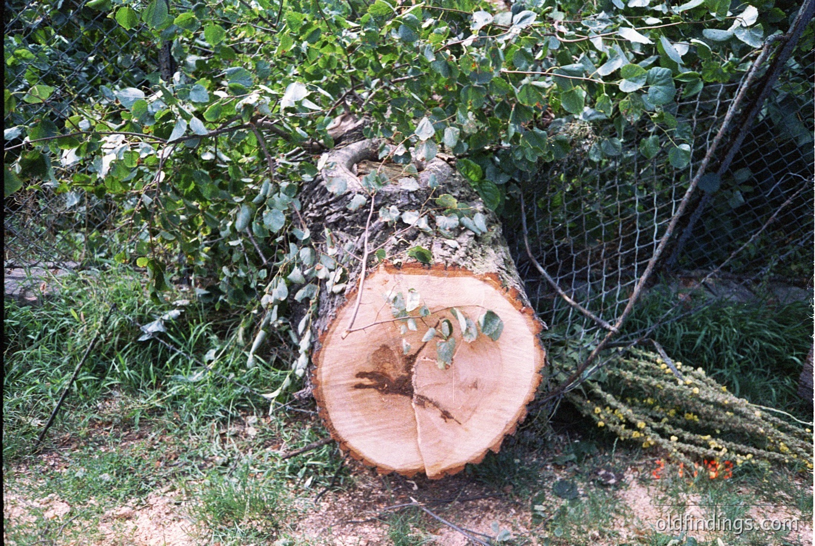 A freshly felled tree trunk with bark remnants and green foliage sprouting from the cut surface, surrounded by dense shrubbery. Likely a recent logging scene in a temperate forest.