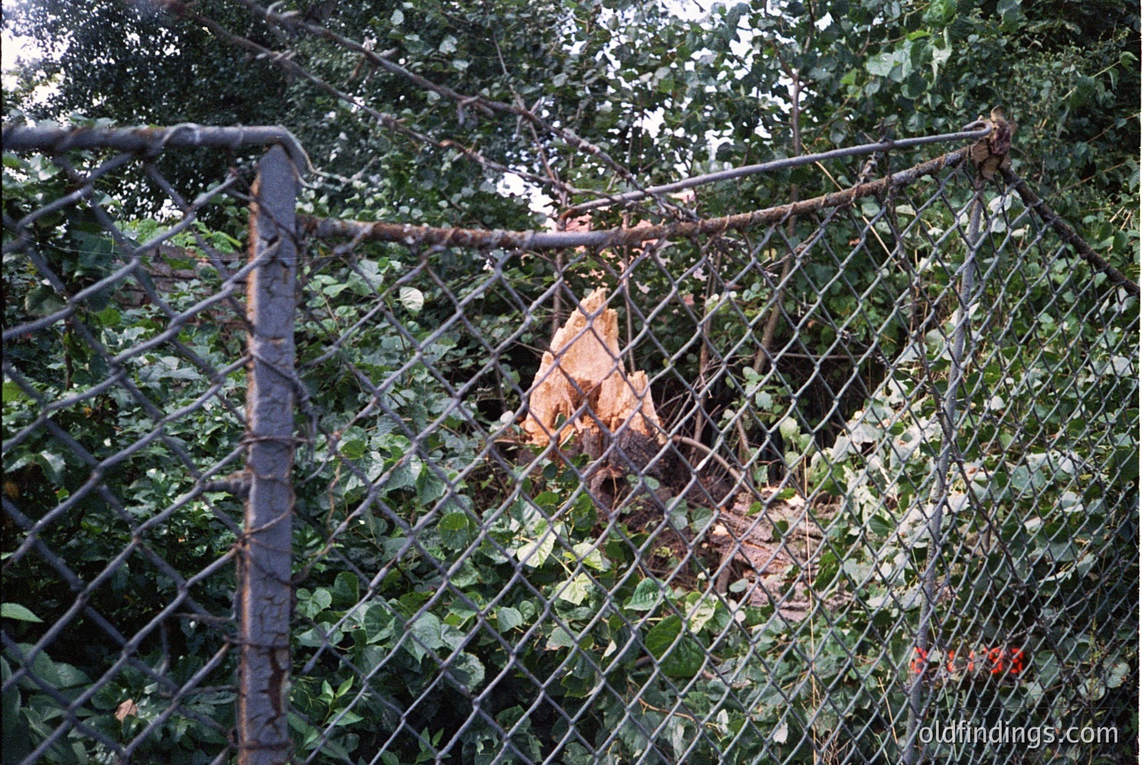 Rusty chain-link fence with overgrown ivy and a discarded, partially burned orange plastic object behind. Likely urban or abandoned area. --- *Note: The exact time period is speculative based on style; "1990sVibes" is a thematic tag for aesthetic relevance.*