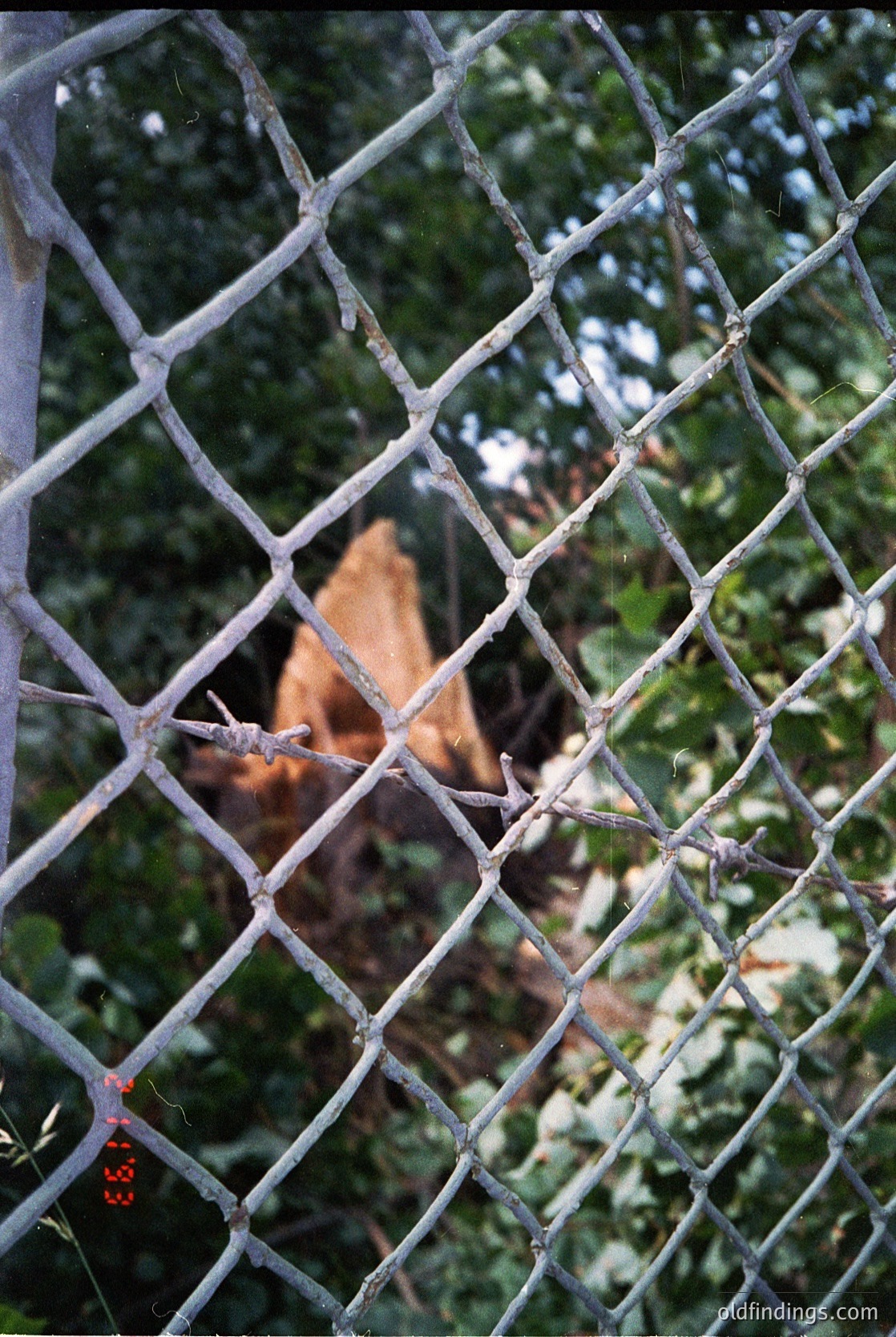 Close-up of weathered chain-link fence with rusted mesh, partially obscuring a blurred, aged brick structure behind. Dense greenery frames the scene, suggesting an overgrown or neglected area. Potential urban or industrial setting.