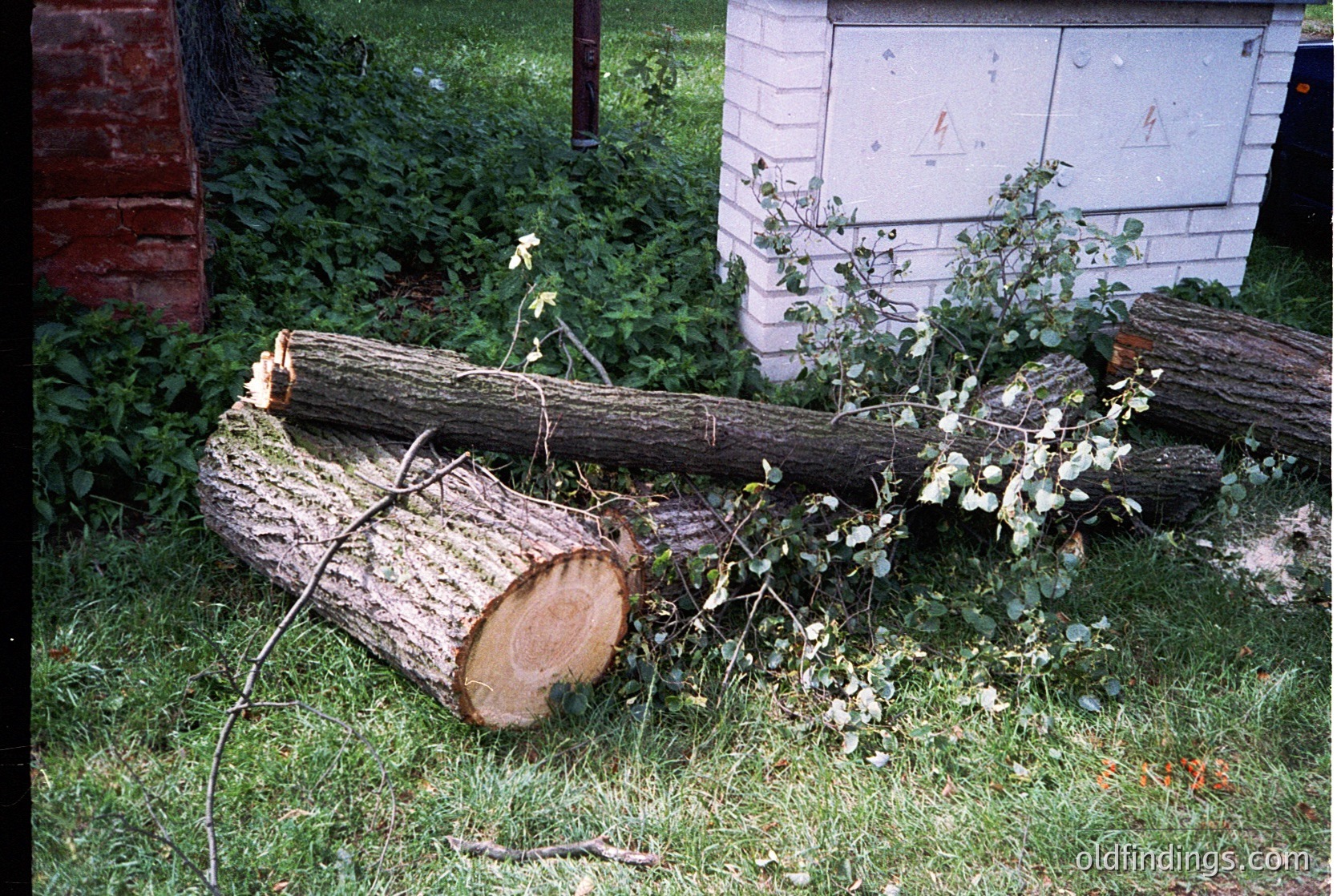 Two fallen tree trunks, partially uprooted, lie across a grassy yard. A white utility box with warning symbols is visible in the background. Overgrown foliage clings to the branches. Likely post-storm damage.