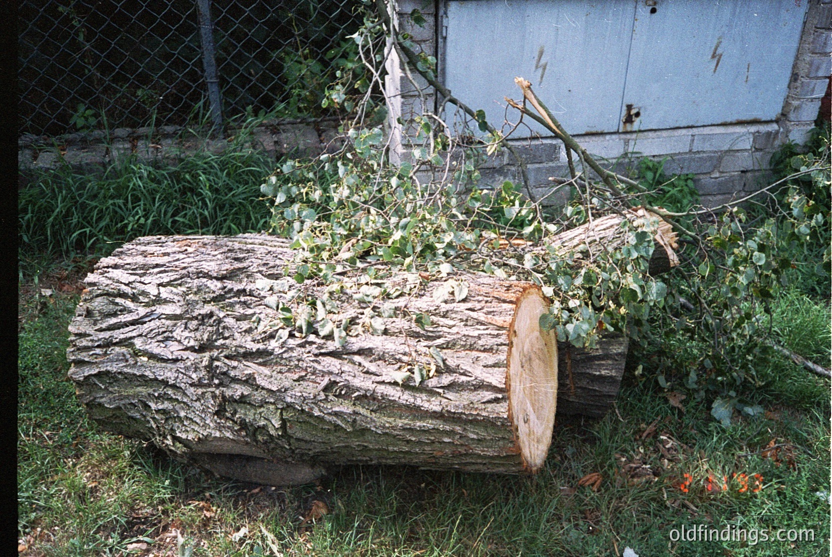 Weathered tree stump repurposed as a planter, overgrown with ivy and small flowering vines in a residential backyard. Rustic texture contrasts with aged fence and white shed in background.