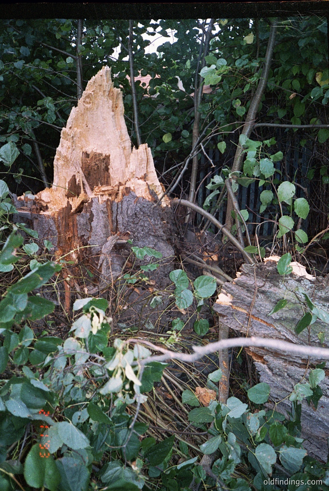 A partially uprooted tree stump with exposed, weathered roots surrounded by dense foliage. The bark appears stripped, revealing a mix of brown and light-colored wood. Likely a forest or woodland clearing.