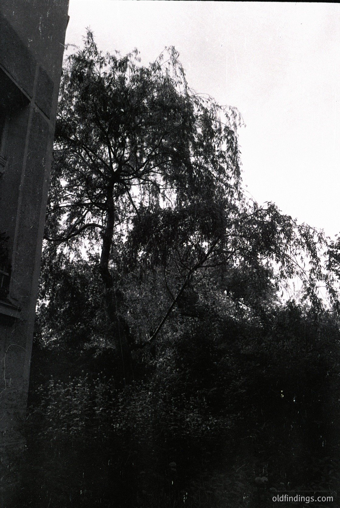 Black-and-white shot of a lone tree framed by a stone wall, likely mid-20th century. The tree’s twisted branches contrast with the rigid architecture, suggesting urban decay or abandonment. Possible European setting due to architectural style.