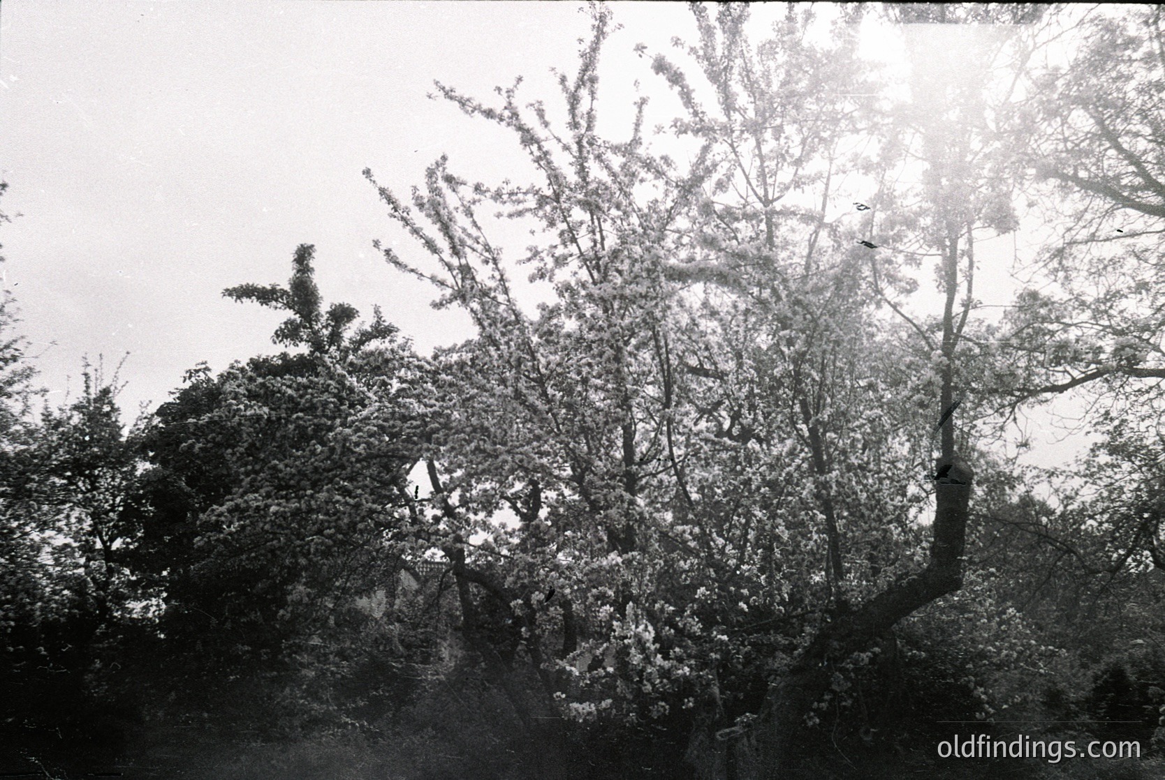 Black-and-white forest scene with dense foliage and misty atmosphere, likely mid-20th century. Sunlight filters through leaves, creating dappled light patterns.