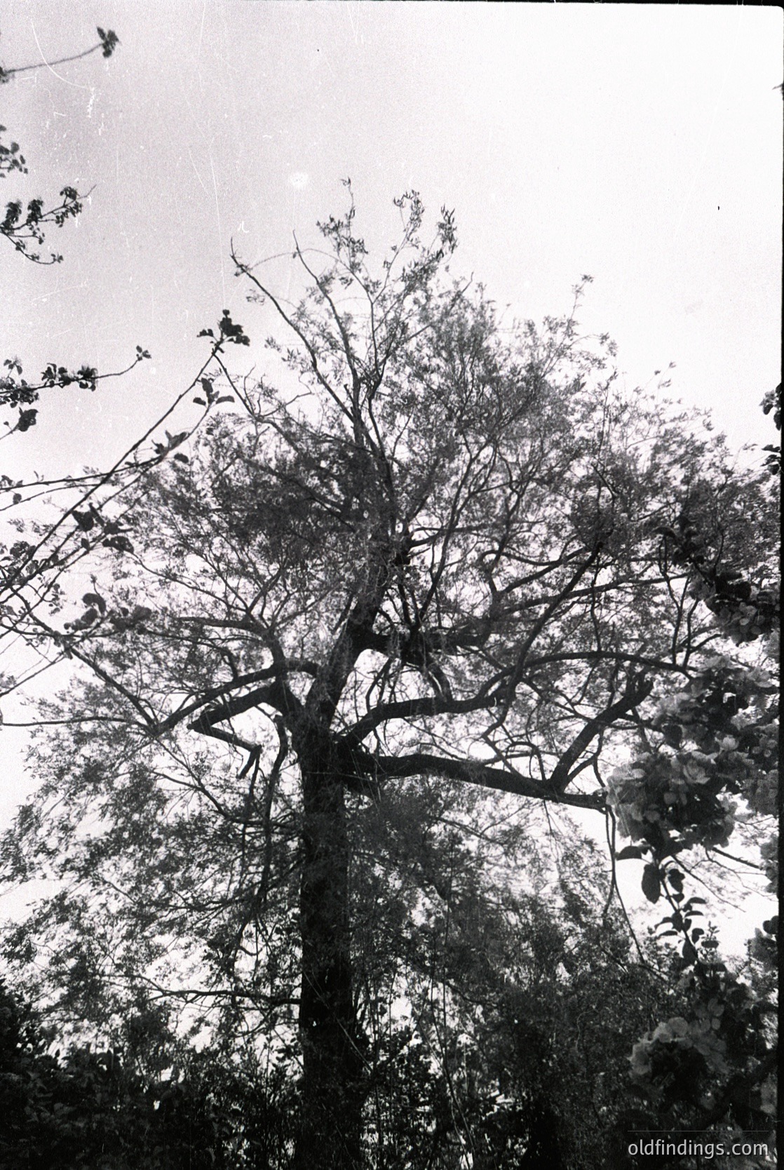 Vintage black-and-white shot of a mature tree with sprawling branches and dense foliage, captured from a low angle. The sky appears overcast, enhancing the tree’s silhouette. Likely mid-20th century due to film grain and composition.
