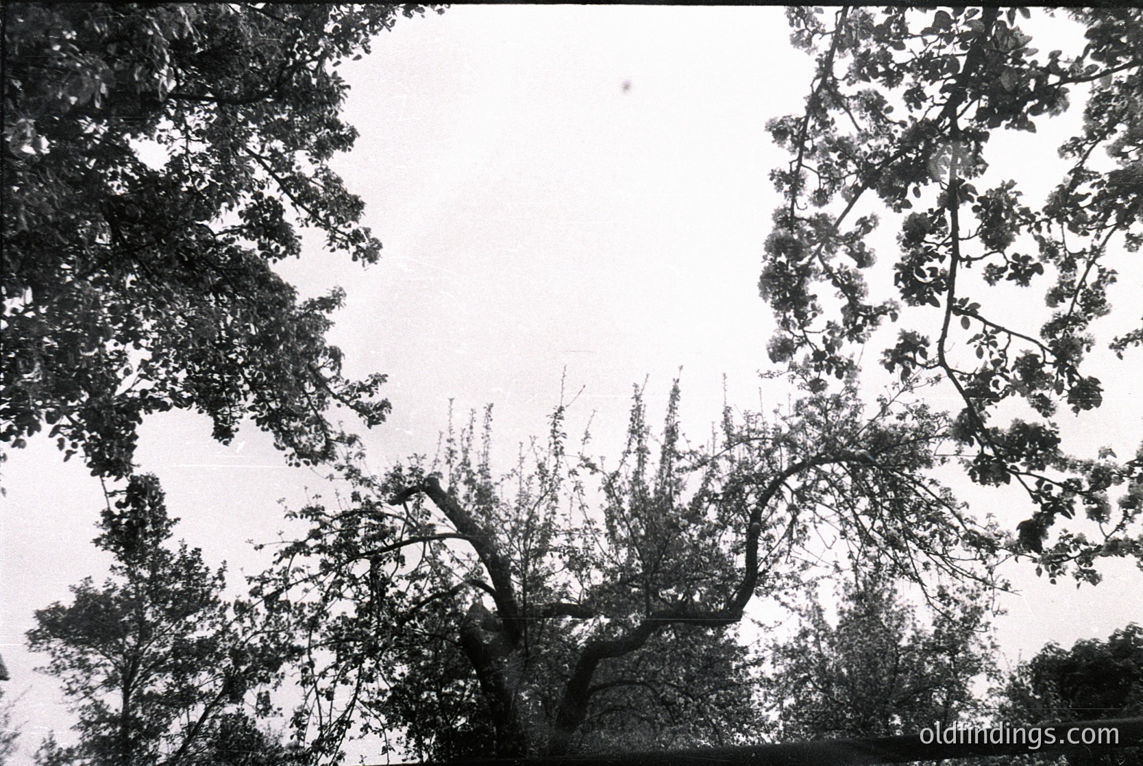 Black-and-white shot of dense forest canopy with twisted branches and foliage framing a cloudy sky. Texture-rich bark and leaf patterns dominate the composition. Likely mid-20th century due to grain and contrast.
