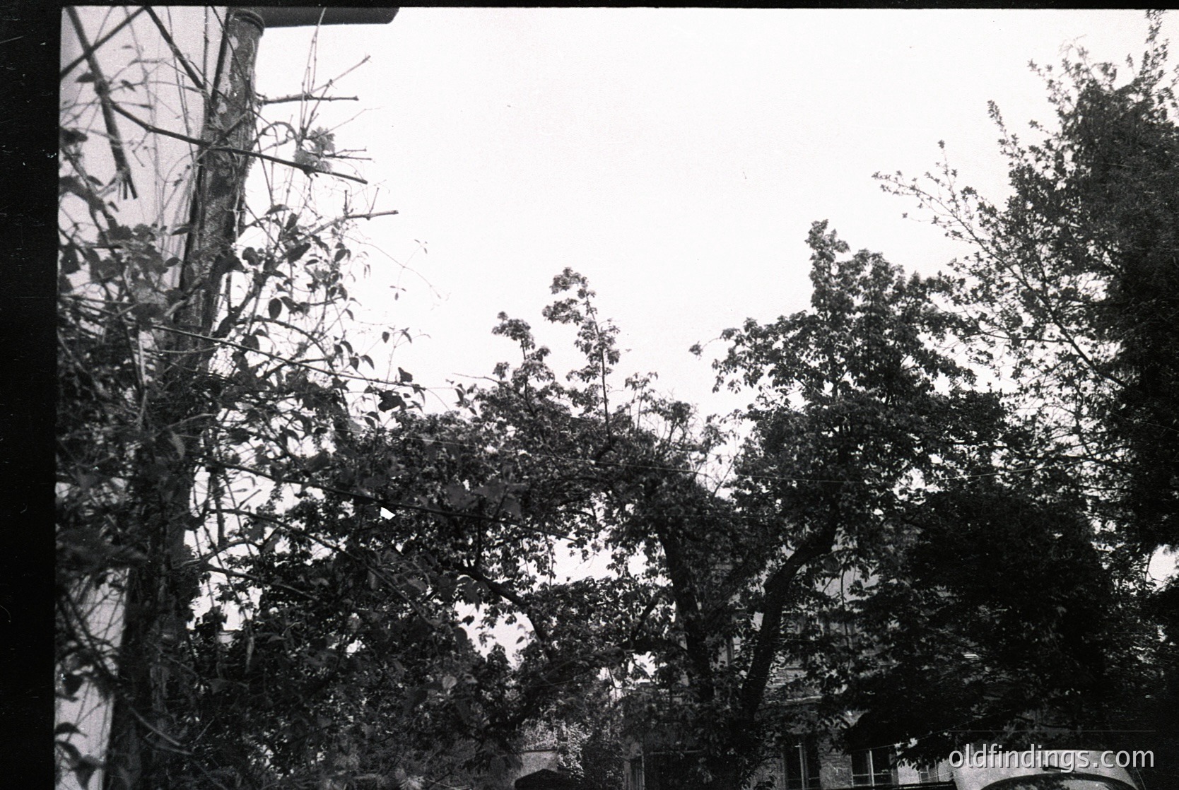 Vintage black-and-white shot of dense urban foliage framing a multi-story building with visible balconies. Overgrown trees obscure partial views of residential architecture. Likely mid-20th century, urban setting.