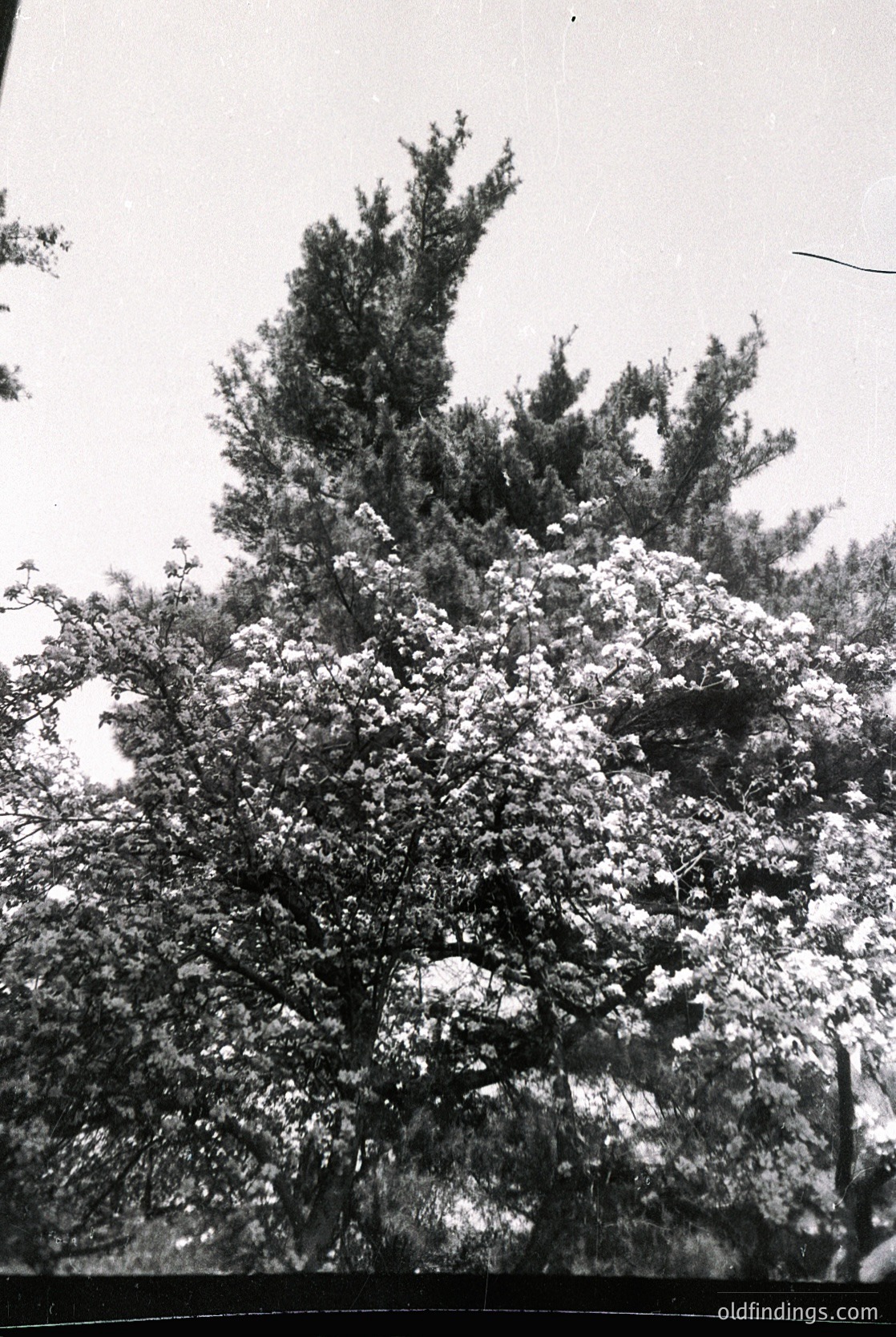 Black-and-white winter scene featuring a dense, snow-laden evergreen tree against an overcast sky. Heavy snow accumulation suggests recent precipitation. Composition emphasizes texture and contrast. Likely mid-20th century due to monochrome and grain.