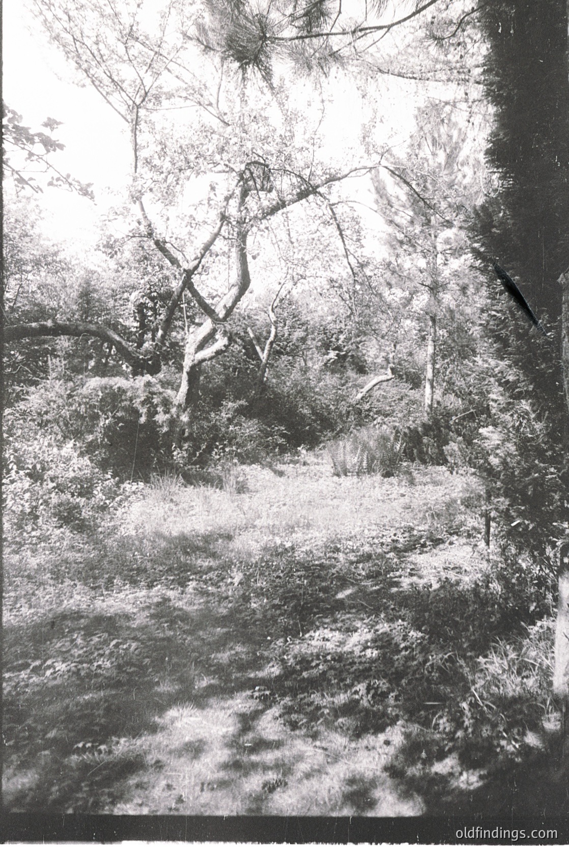 Vintage black-and-white forest scene with snow-covered ground and leafless trees, suggesting winter. Dense undergrowth and frost patterns on foliage. Likely European temperate forest, 20th century.