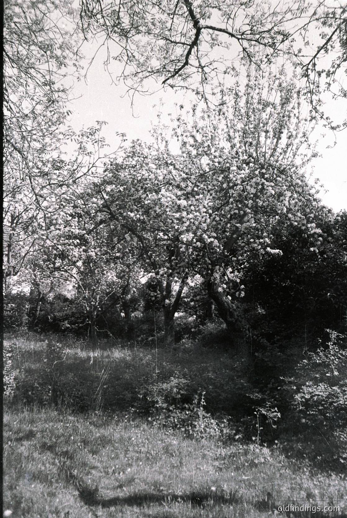 Vintage black-and-white photo of a dense, overgrown forest clearing with twisted trees and sparse undergrowth. Light filters through branches, creating dappled shadows on the uneven terrain. Likely mid-20th century, possibly for nature/landscape documentation or historical research.