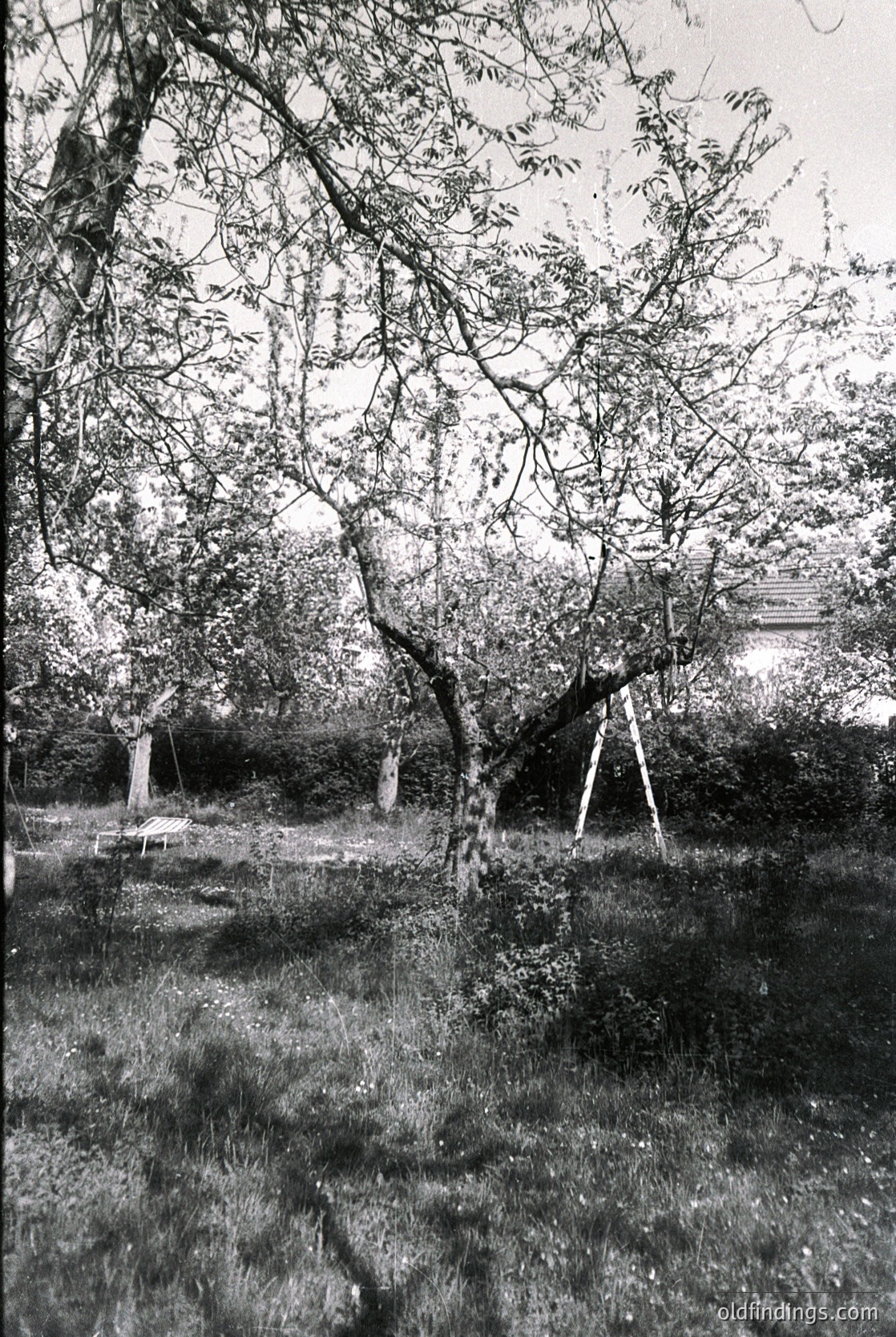 Mid-20th century orchard with young fruit trees supported by stakes, likely apples or pears. Rows of trees planted in a grid pattern, with visible grass paths between. Distant fence and building suggest rural or suburban setting. Black-and-white suggests vintage or archival quality.