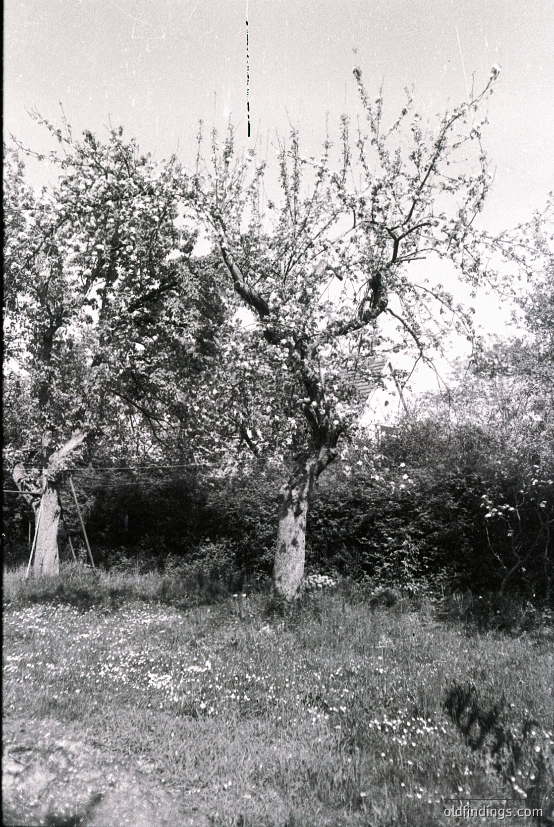 Vintage black-and-white photo of a rural scene featuring a lone tree with gnarled branches framing a partially obscured stone structure. Grass and wildflowers dominate the foreground, suggesting a neglected or abandoned area. Likely mid-20th century based on photographic style.