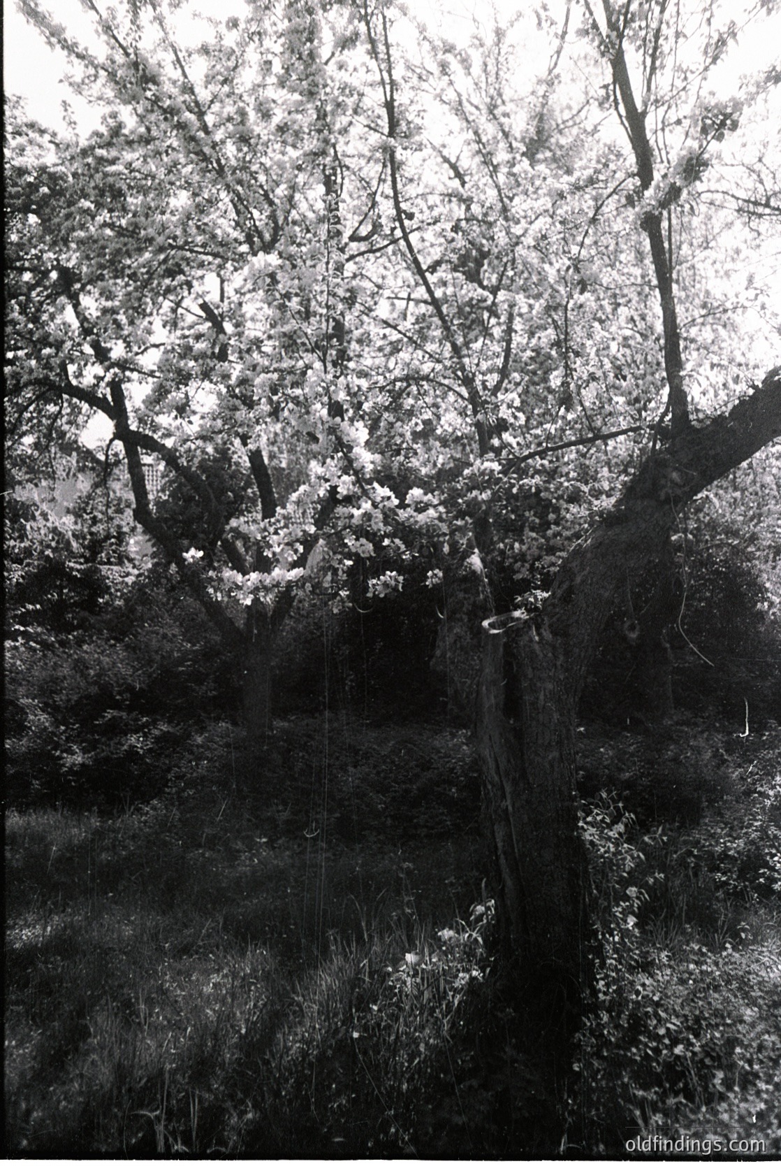 Vintage black-and-white shot of a dense forest scene with blooming cherry blossoms framing a narrow, moss-covered stone path. The soft light suggests early morning or late afternoon.