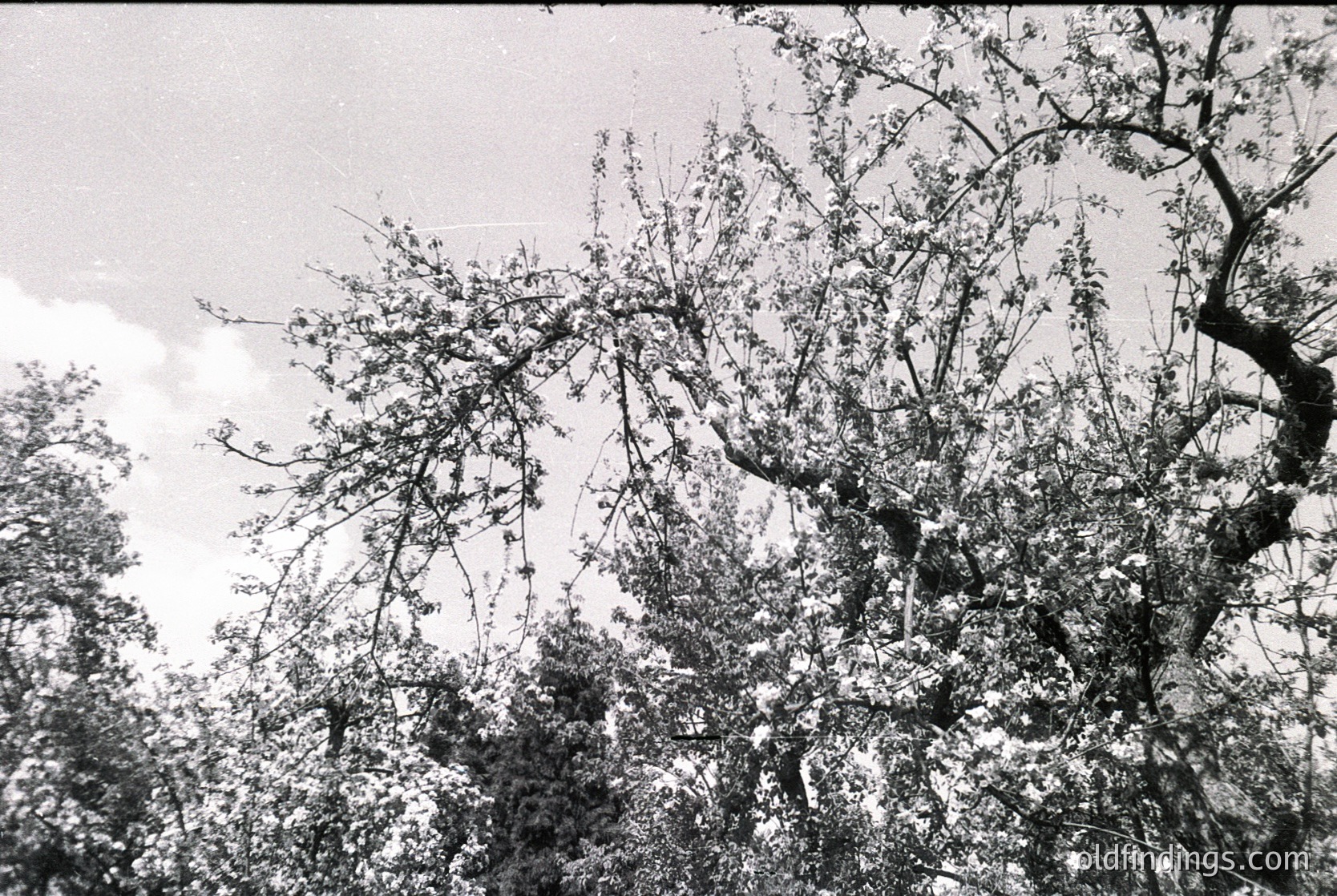Black-and-white forest scene with dense foliage and gnarled branches framing the sky. Leaves appear thick, suggesting late summer or early autumn. Composition emphasizes natural textures and light filtering through branches. Ideal for vintage, nature, or documentary-style archives.