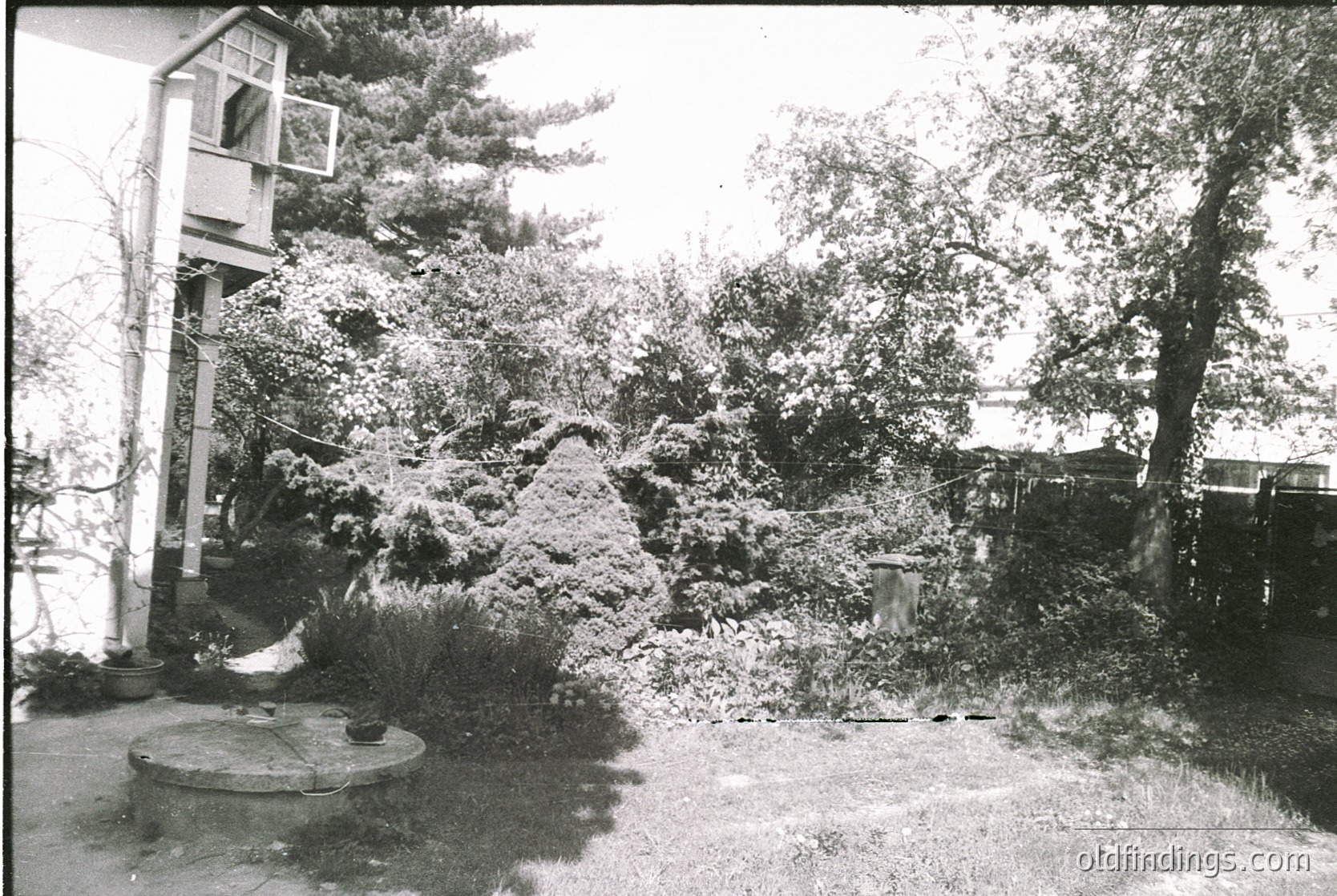 Mid-century residential garden blanketed in snow, featuring a tall pine tree and dense shrubbery. Concrete manhole cover and paved driveway visible. Partial view of a two-story house with a balcony.