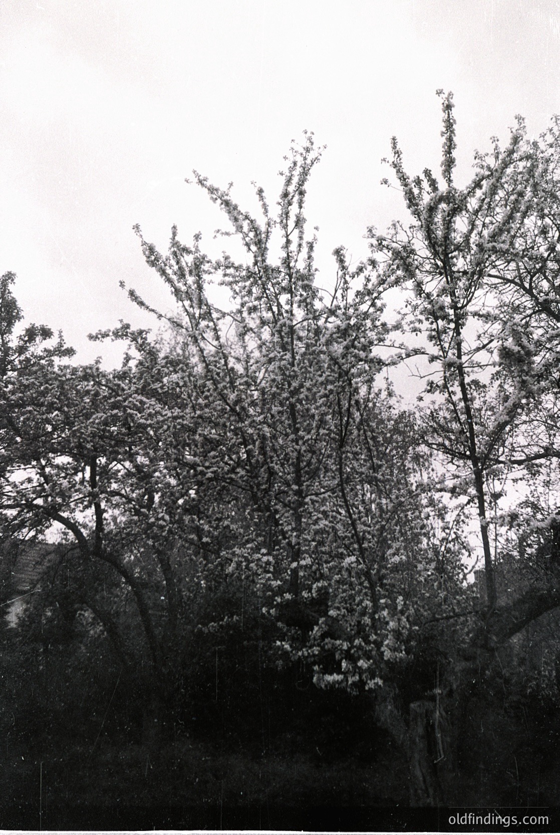 Vintage black-and-white photo of dense, leafy trees framing a rocky cliffside under overcast skies. Likely mid-20th century due to grainy texture and monochrome quality. Natural landscape composition ideal for vintage travel or nature archives.