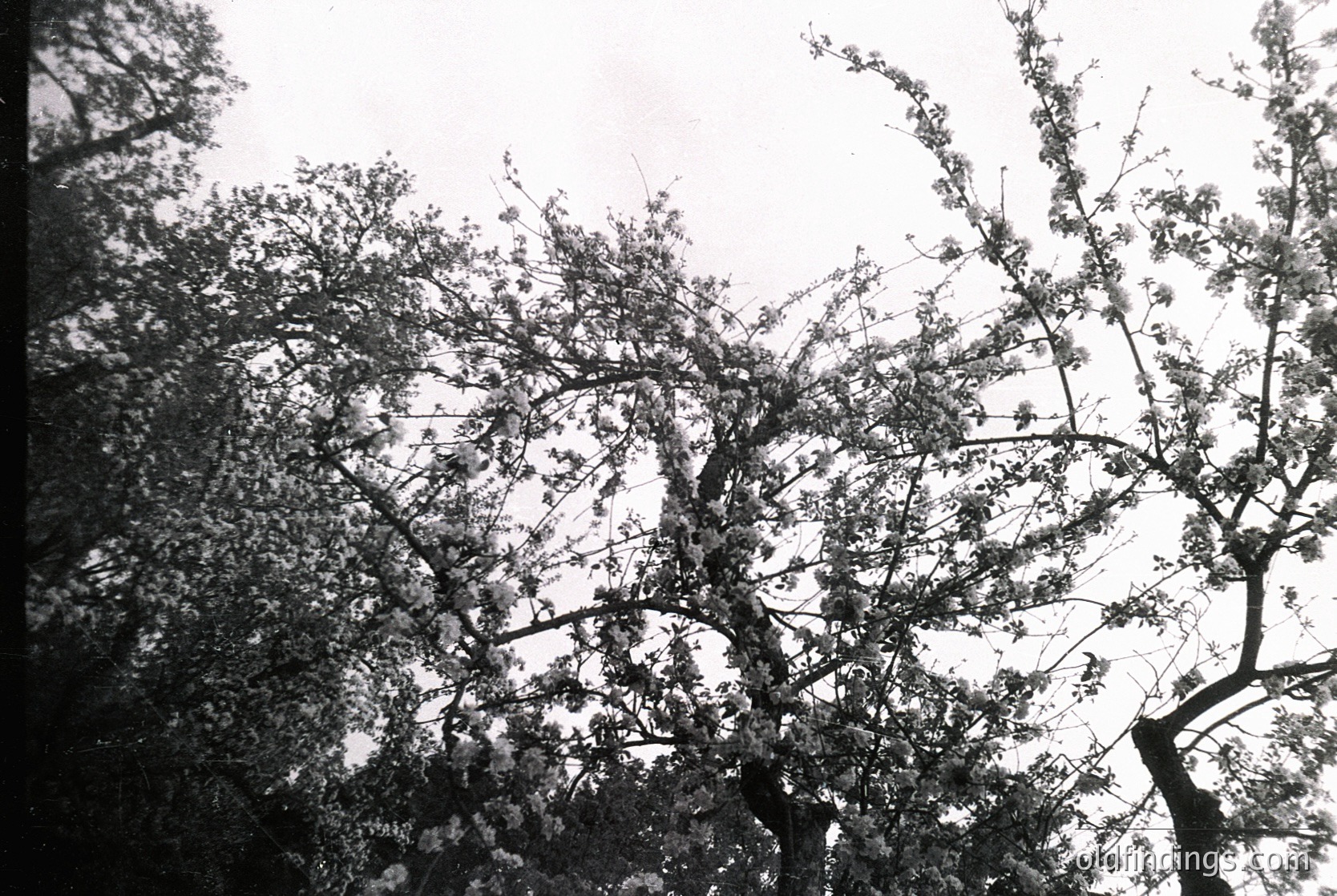 Black-and-white shot of dense tree branches and foliage in sharp focus, with soft, diffused sky in background. Likely mid-20th century due to monochrome style. Ideal for nature, vintage, or abstract composition references.