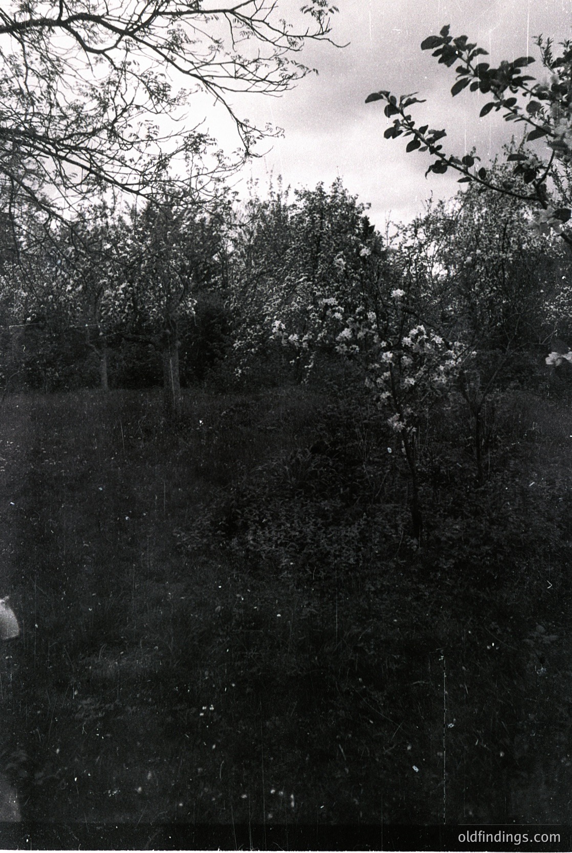Vintage sepia-toned photograph of a dense, overgrown garden or park area with mature trees and shrubs. Faded vertical lines suggest a fence or trellis. Likely early-to-mid 20th century, possibly for historical or nostalgic stock use.