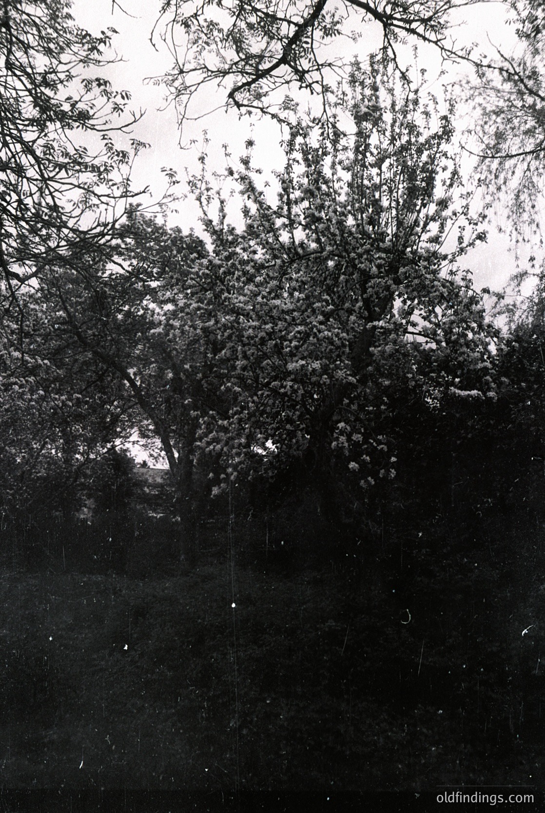 Vintage black-and-white photo of dense foliage through a windowpane, likely from early 20th century. Distorted glass creates geometric patterns over blurred greenery, suggesting an indoor perspective of an outdoor garden or park. Ideal for historical research or nostalgic design references.