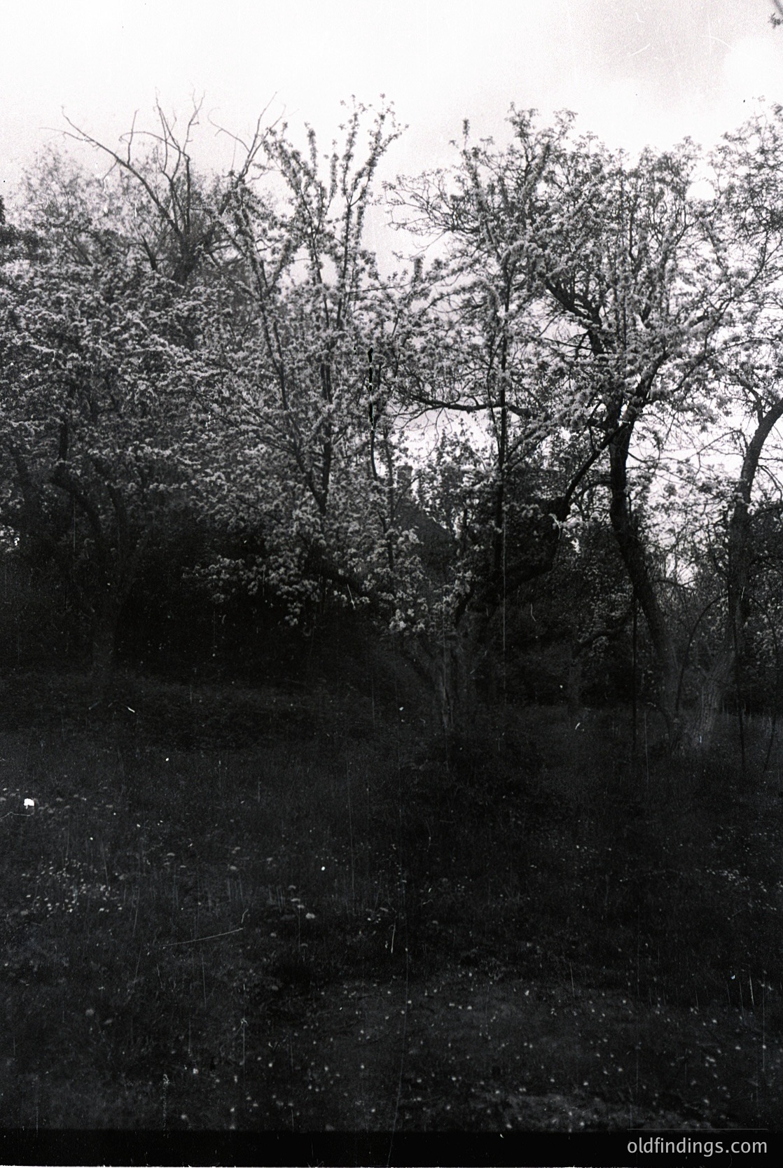 Vintage black-and-white photo of a dense, leafless forest scene with sparse undergrowth. Distorted edges suggest an early 20th-century glass plate or film negative. Likely European temperate forest, autumn/winter season.