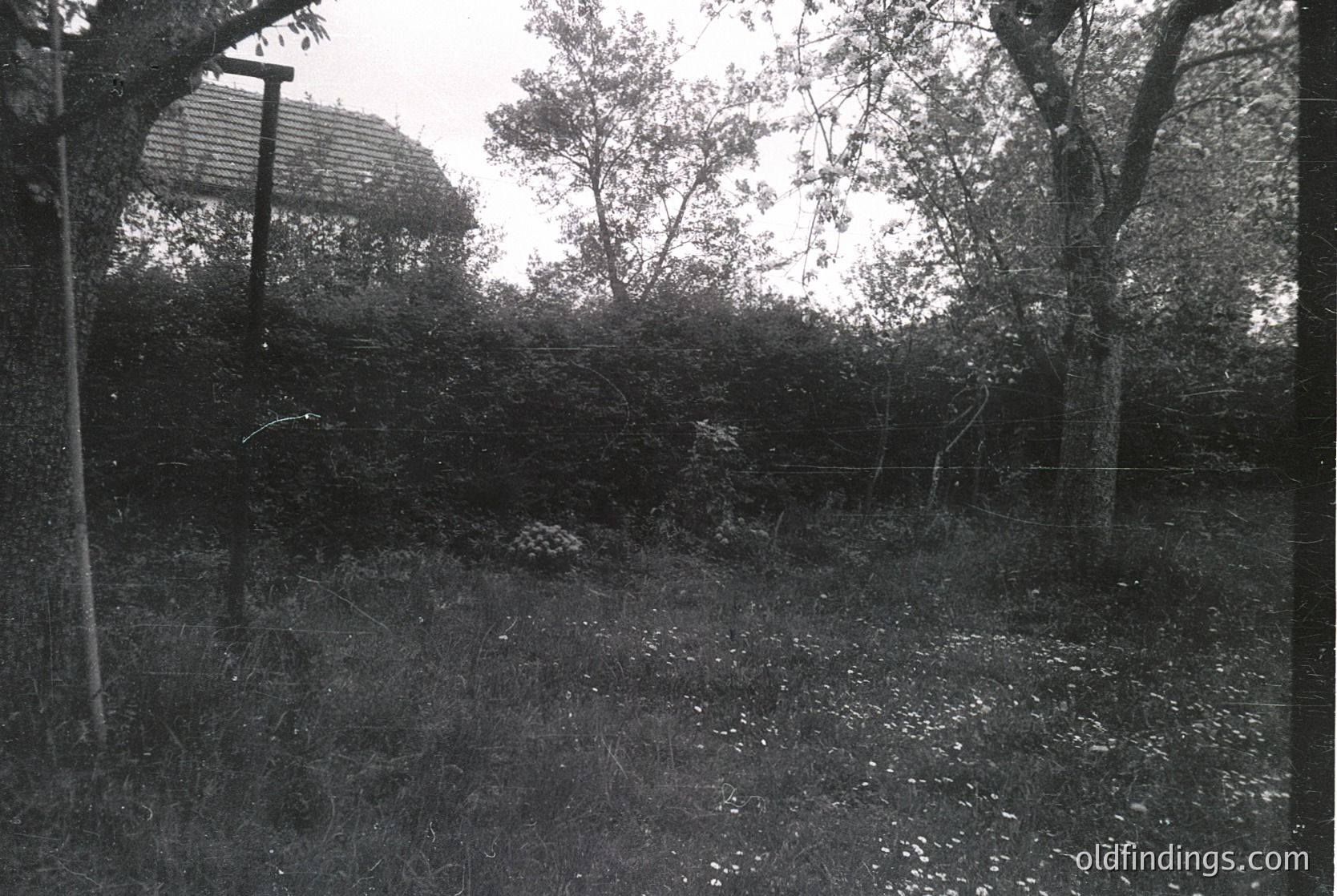 Overgrown backyard with rustic wooden fence and partial view of a house roof. Dense foliage and tall grass dominate the scene, suggesting neglect or seasonal growth. Black-and-white, likely mid-20th century.