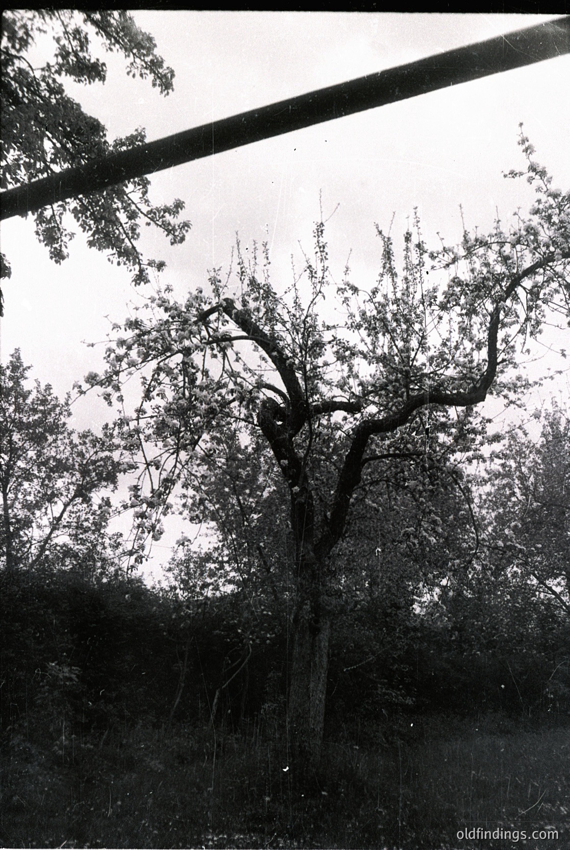 Vintage black-and-white shot of a lone, gnarled tree with sprawling branches against a cloudy sky. The tree’s twisted trunk and dense foliage suggest mature age, possibly in a rural or park setting. Composition emphasizes natural textures and contrast.