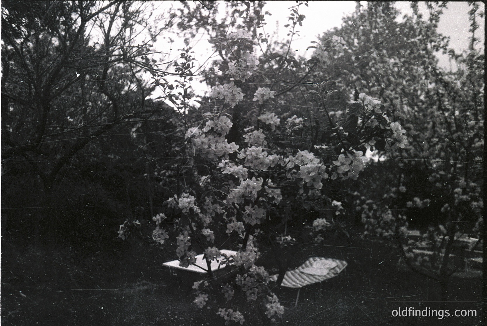 Vintage black-and-white photo of a blooming tree in full bloom, likely cherry blossoms, with a vintage parasol and chair beneath. Soft focus and high-contrast lighting suggest early photography techniques. Potential garden or park setting, mid-20th century.