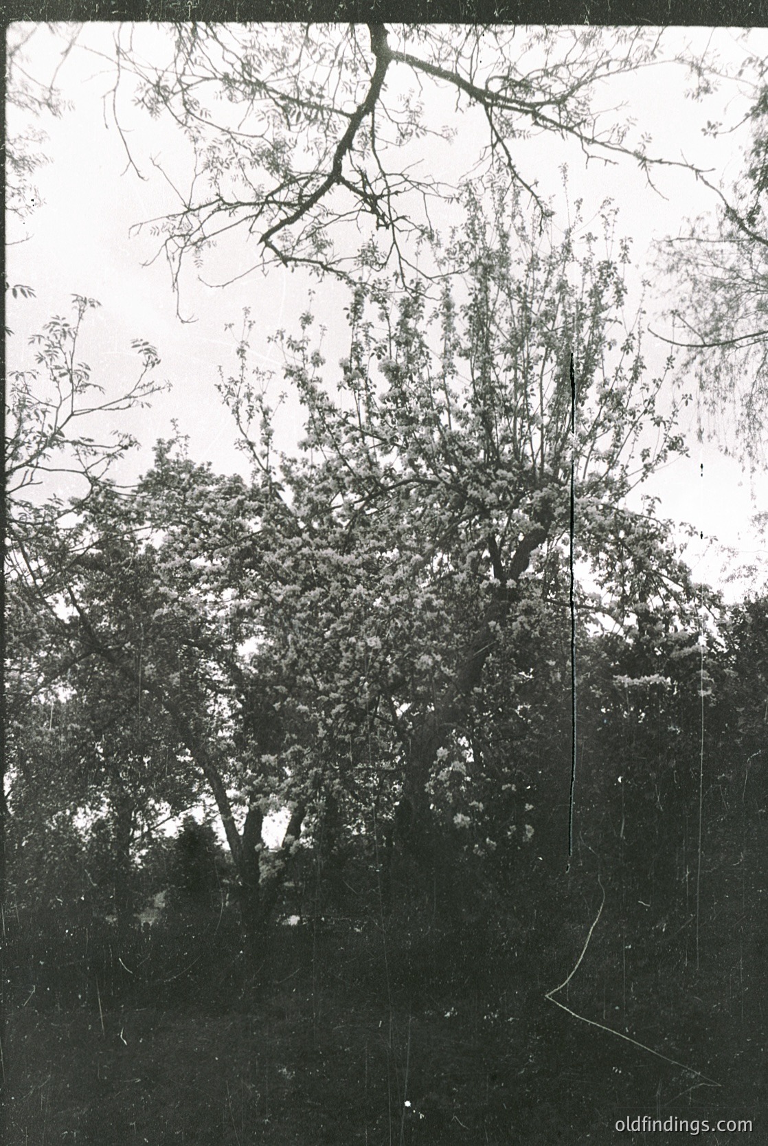 Vintage sepia-toned photo of a dense, leafy forest canopy with exposed tree branches framing the top. Likely early 20th-century outdoor portrait or landscape, possibly . The soft focus and grain suggest . --- *Note: The image lacks clear human subjects or distinct landmarks, so precise location/time remains speculative. Tags focus on observable elements.*