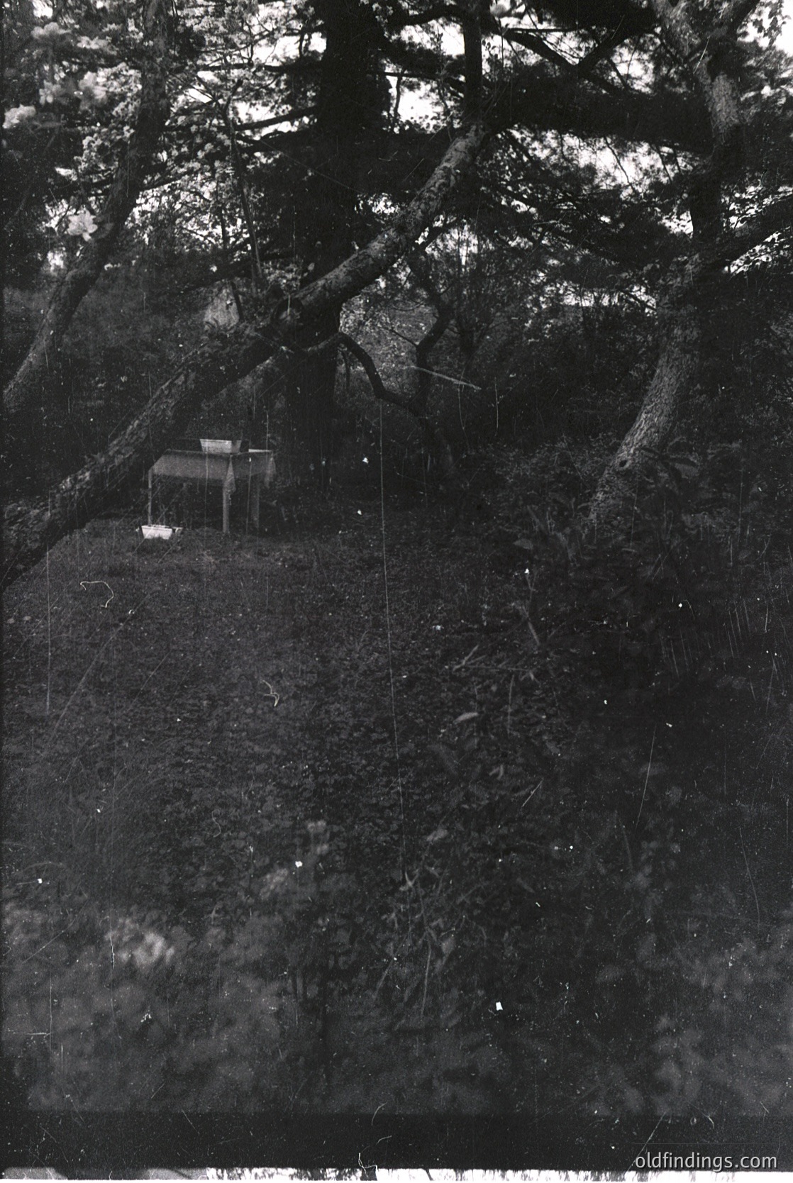 Isolated wooden cabin nestled in dense forest, elevated on rocky terrain. Minimalist structure with simple rectangular design, surrounded by gnarled trees and sparse undergrowth. Likely mid-20th century construction, evoking rustic wilderness retreat.