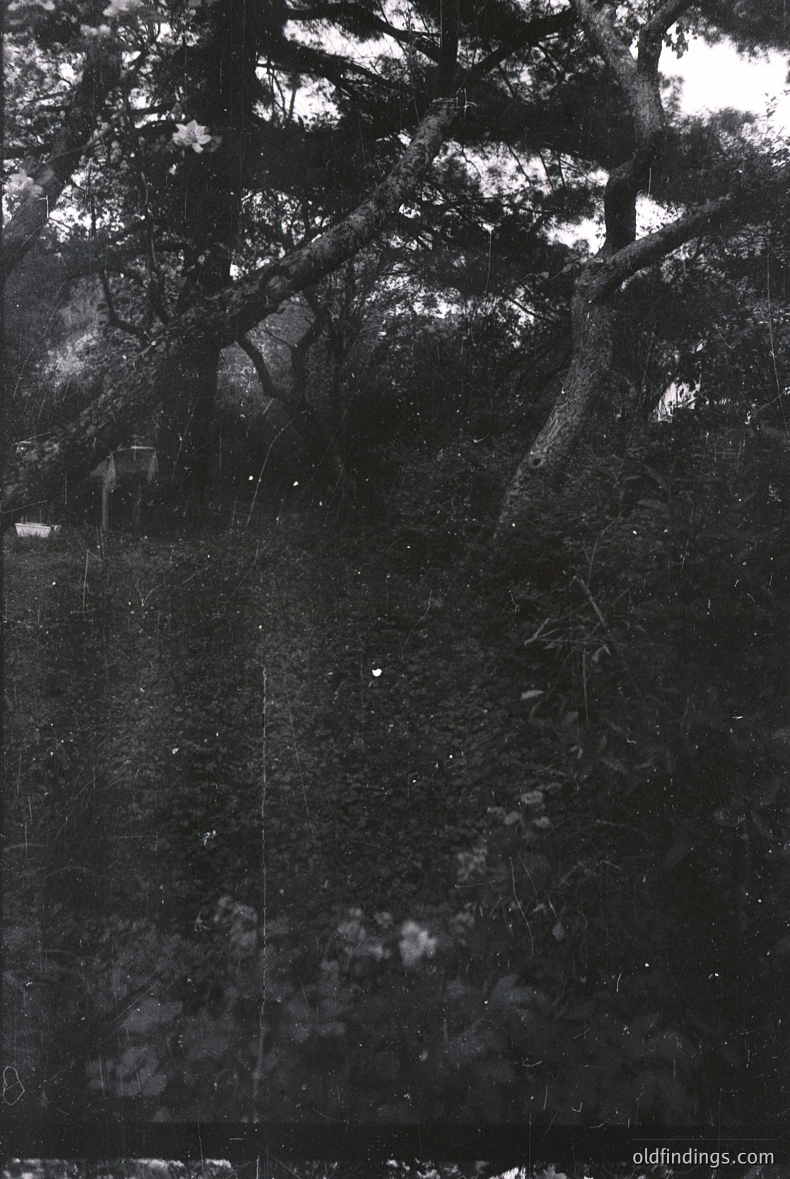 High-contrast black-and-white shot of a dense forest floor with twisted tree roots and sparse undergrowth. Sunlight filters through branches, creating dramatic light/dark patterns. Likely mid-20th century due to film grain and composition style.