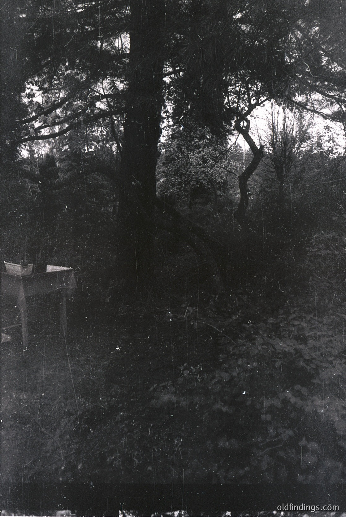 Vintage sepia-toned photograph of a dense forest glade with sparse sunlight filtering through bare branches. A small wooden structure, possibly a hunting blind or observation post, stands in the foreground. Leaves and undergrowth dominate the ground, suggesting late autumn or early winter. Likely mid-20th century rural setting.