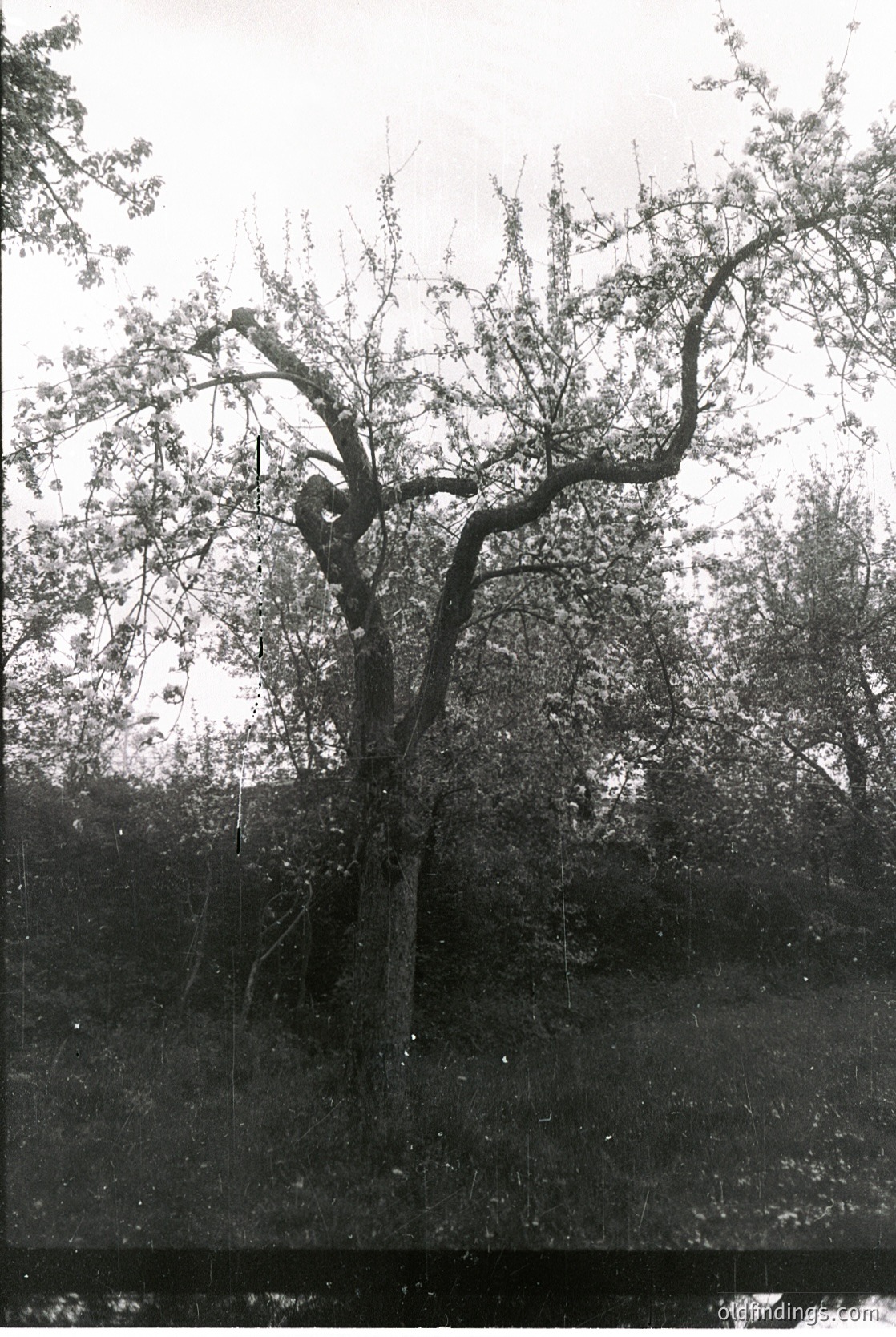 Vintage black-and-white photo of a gnarled, mature tree with twisted branches and sparse foliage, likely a birch or oak. The bark shows deep fissures, and the trunk leans slightly. Dense forest backdrop suggests a temperate climate. Possible mid-20th century outdoor scene.