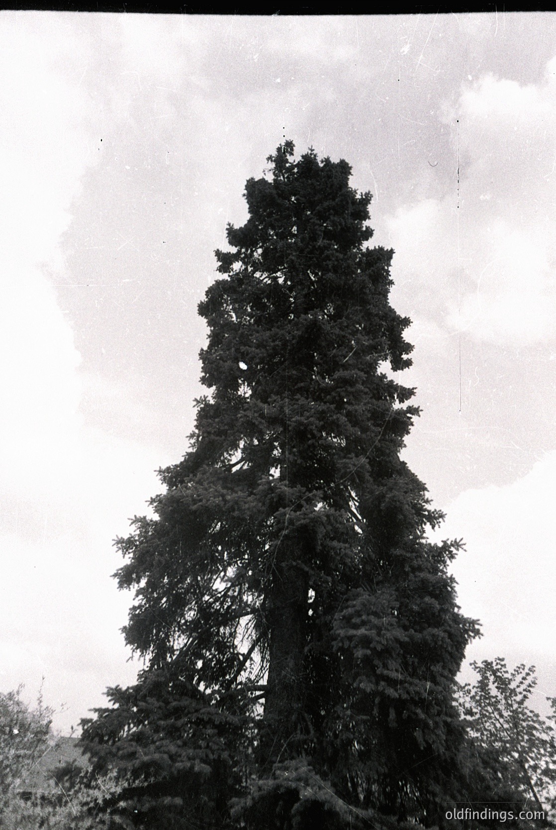 Tall, dense coniferous tree framed against overcast sky, likely a Norway spruce (*Picea abies*). Image appears aged, possibly mid-20th century. Ideal for vintage nature, forestry, or historical landscape studies.