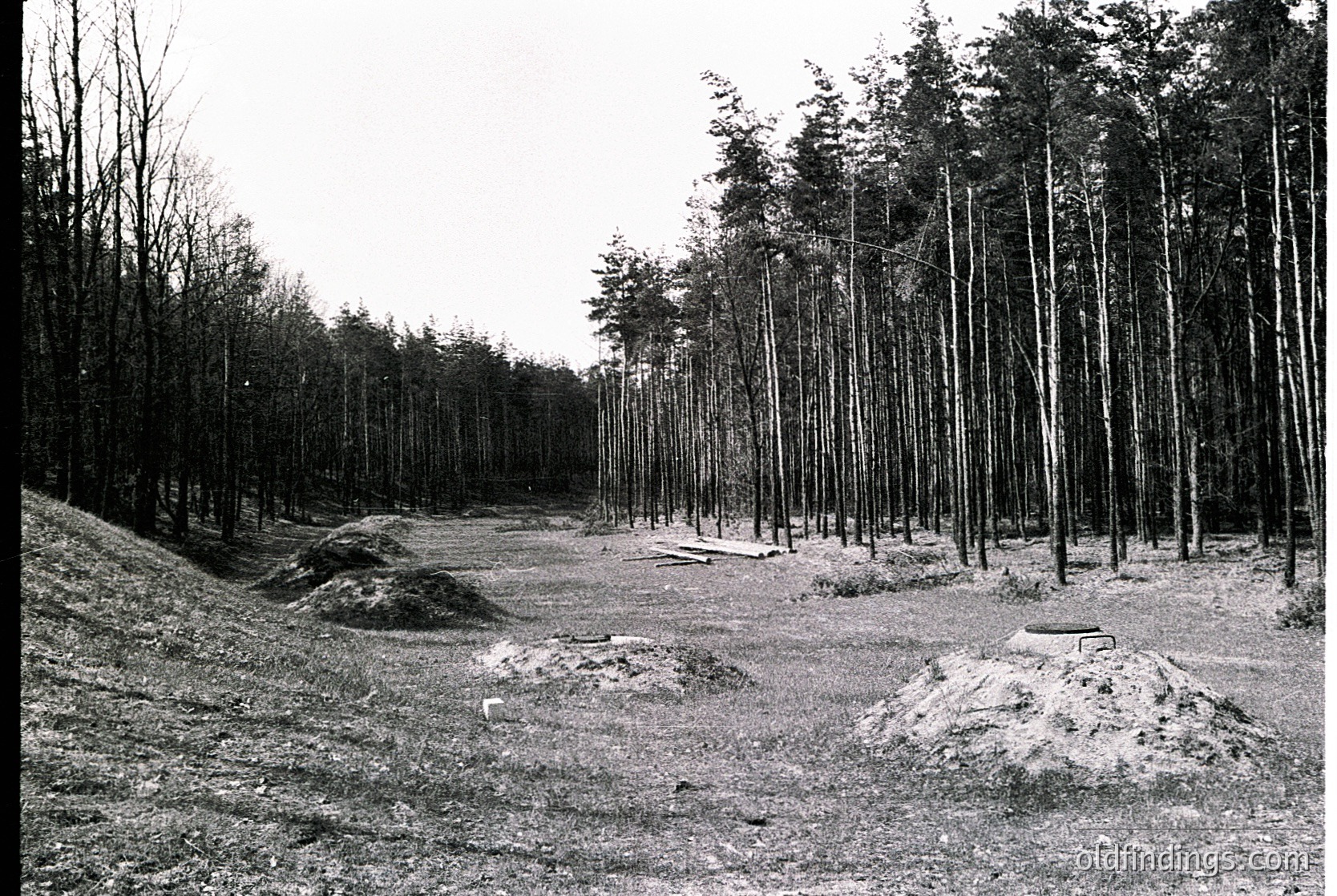 Monochrome forest scene showing clear-cut stumps and young coniferous saplings in orderly rows, indicative of post-logging reforestation. Ground appears uneven with exposed roots and soil mounds. Likely mid-20th century industrial forestry practice.