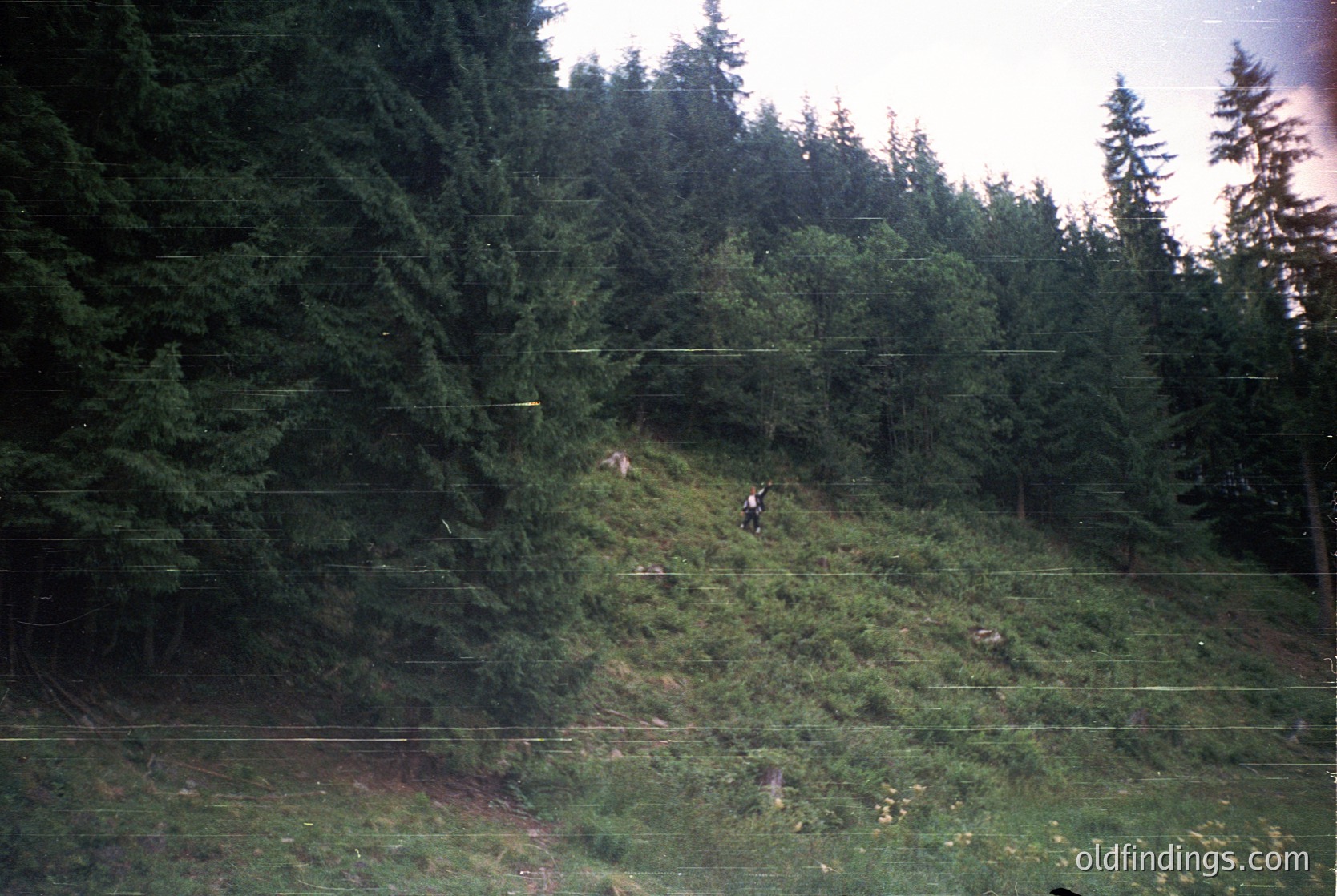 Vintage black-and-white photo of two hikers ascending a forested hillside, framed by dense evergreen trees. Overgrown grass and rocky terrain suggest a remote alpine trail. Power lines cut across the scene, hinting at rural development. Likely 1960s–1980s European mountain region.