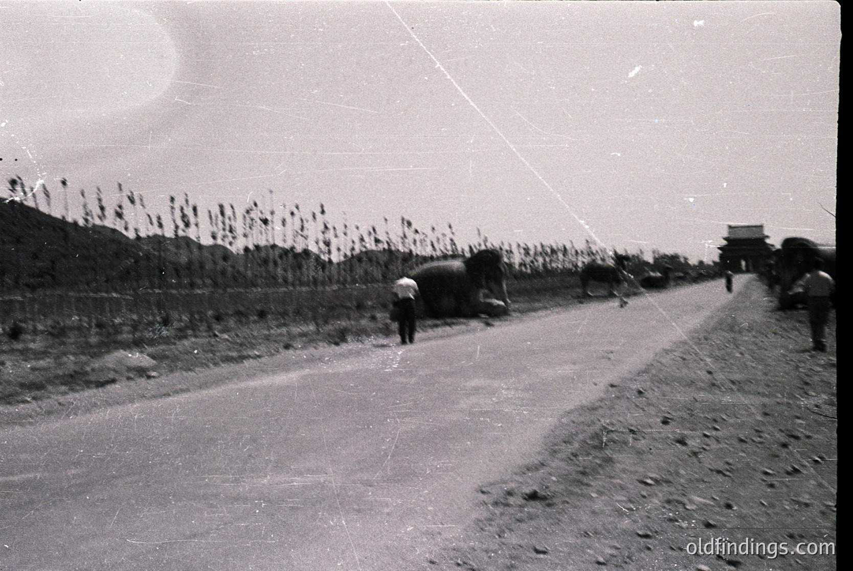 Vintage black-and-white rural road scene with a lone horse-drawn cart and pedestrians. Dry, sunbaked landscape with sparse vegetation and a distant fence lined with tall reeds. Mid-20th century agricultural or rural transport, likely Eastern Europe.